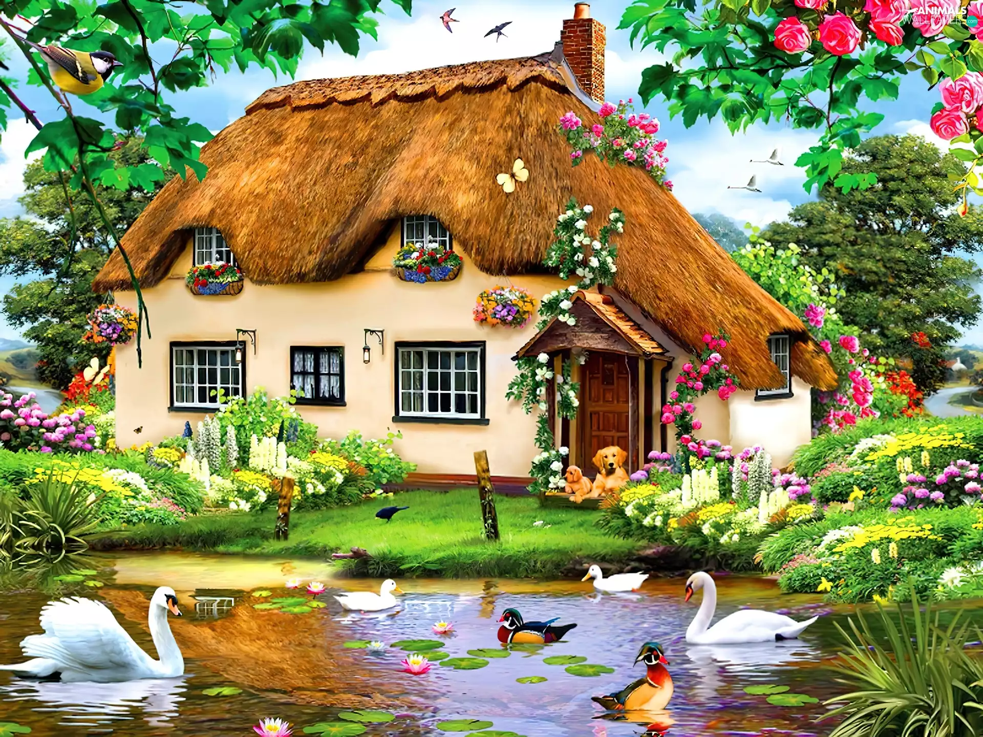 house, Swan, ducks, Garden