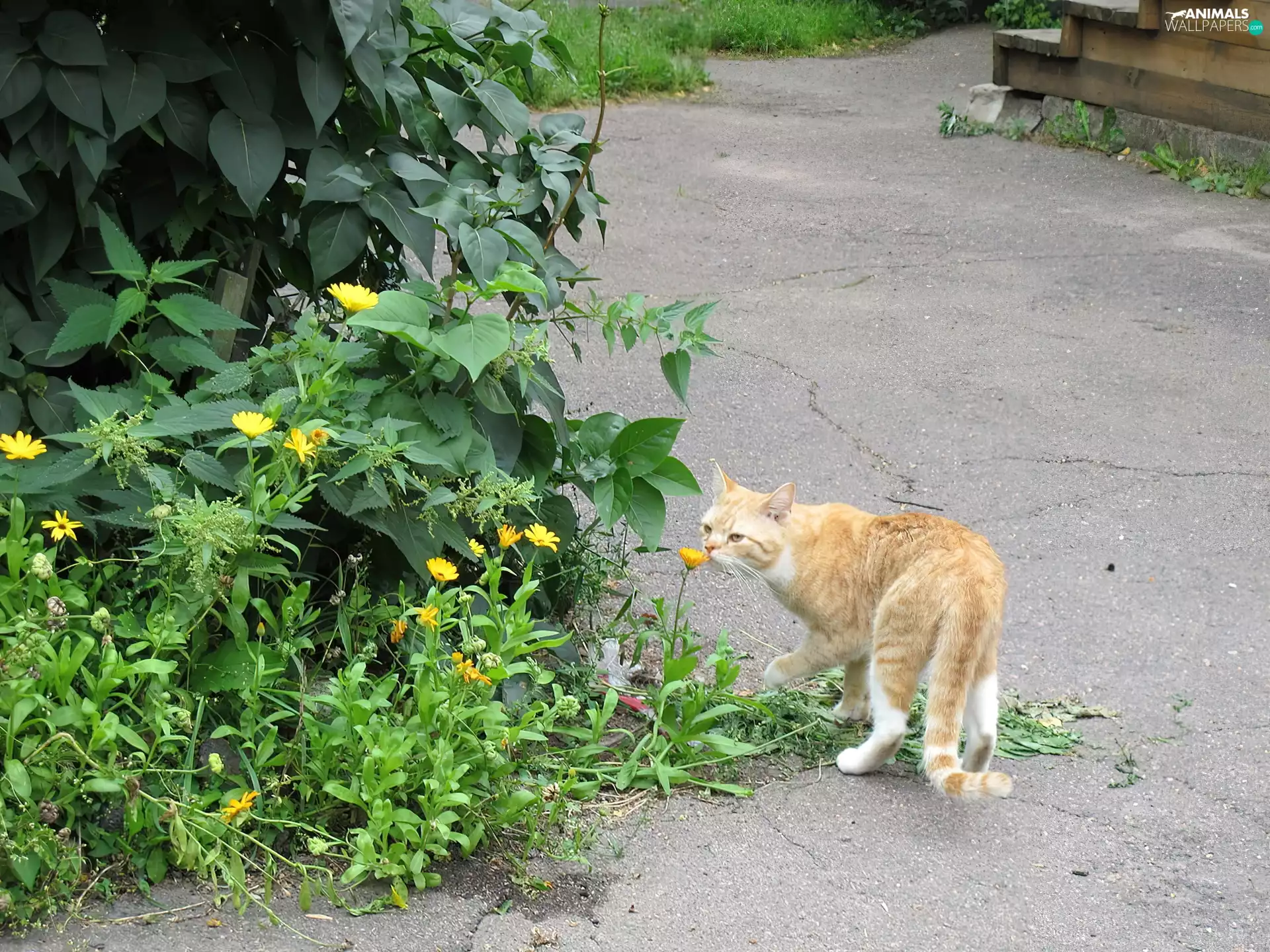 Garden, ginger, kitten