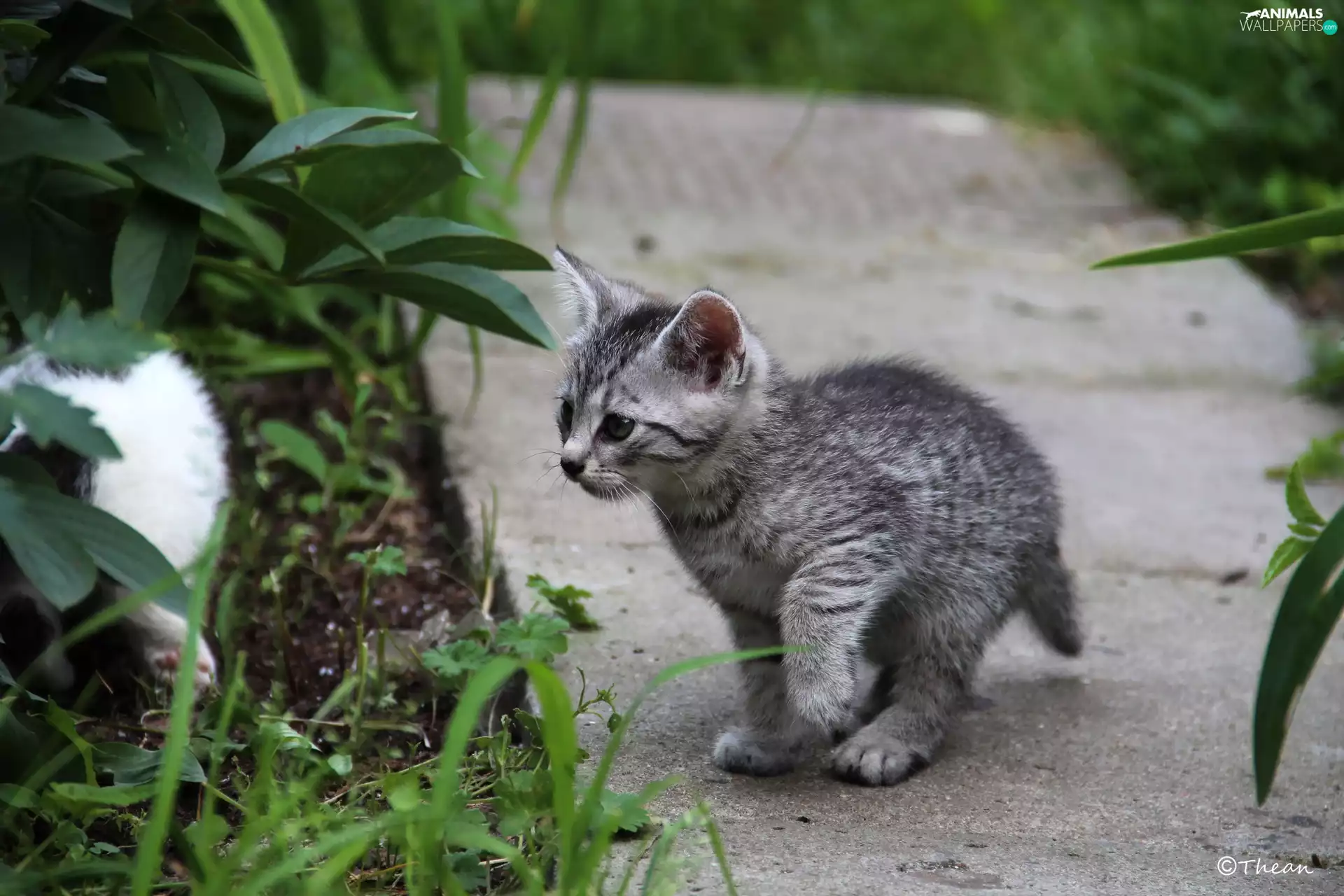 garden, Gray, kitten