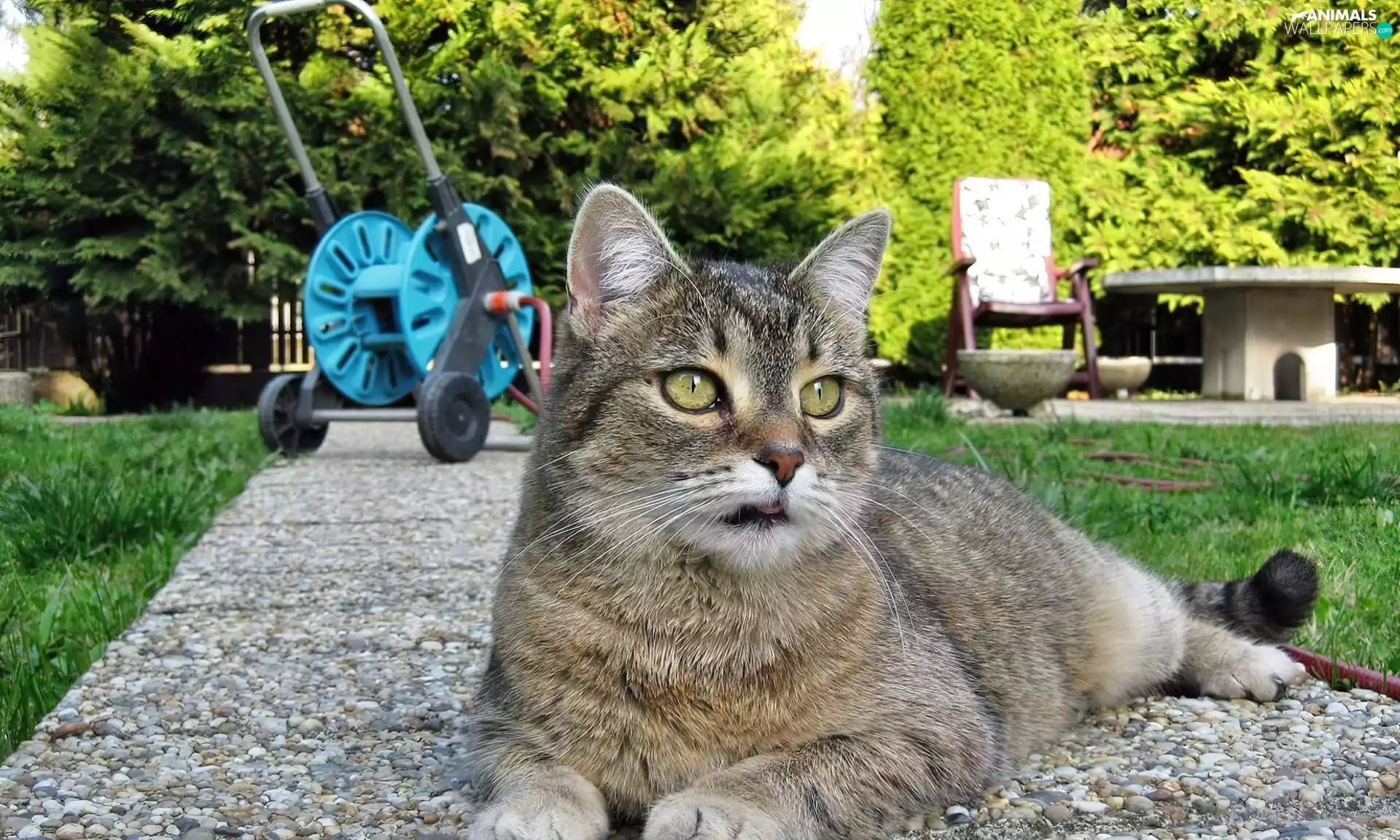 Garden, Gray, kitten