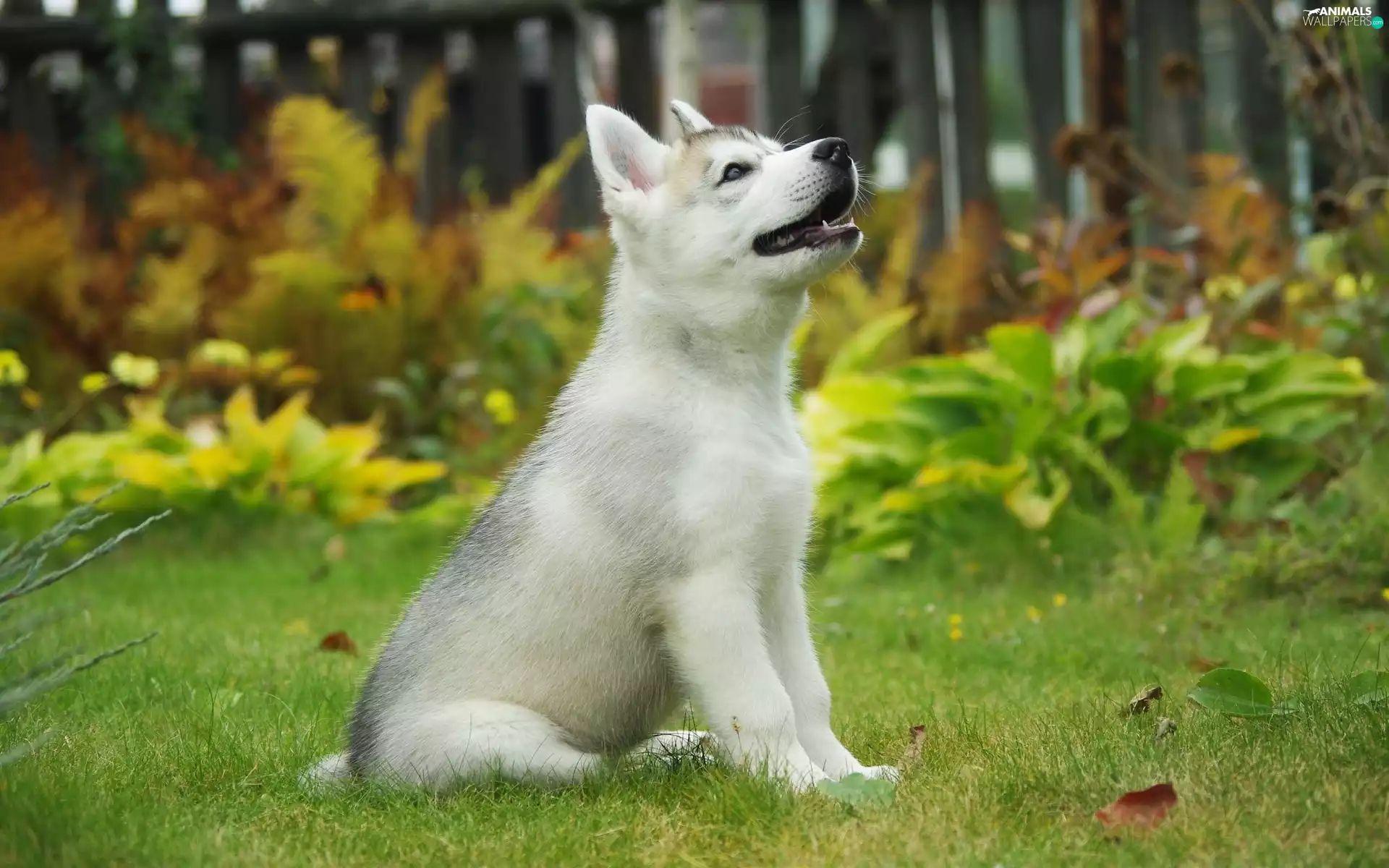 Garden, Husky, Puppy