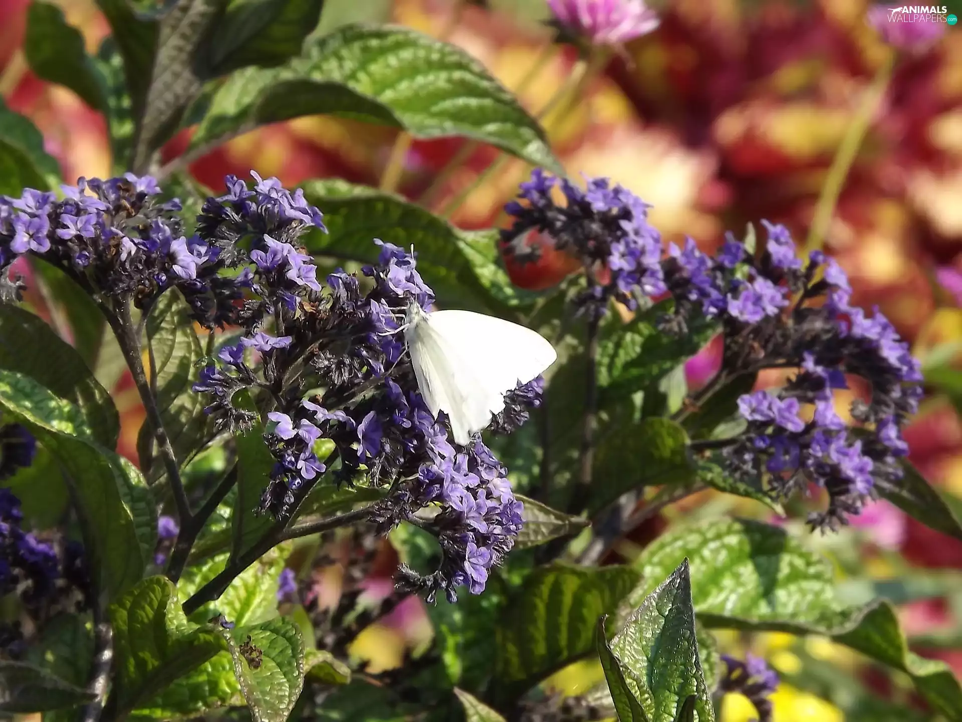 purple, Leptidea, Sinapis, Garden