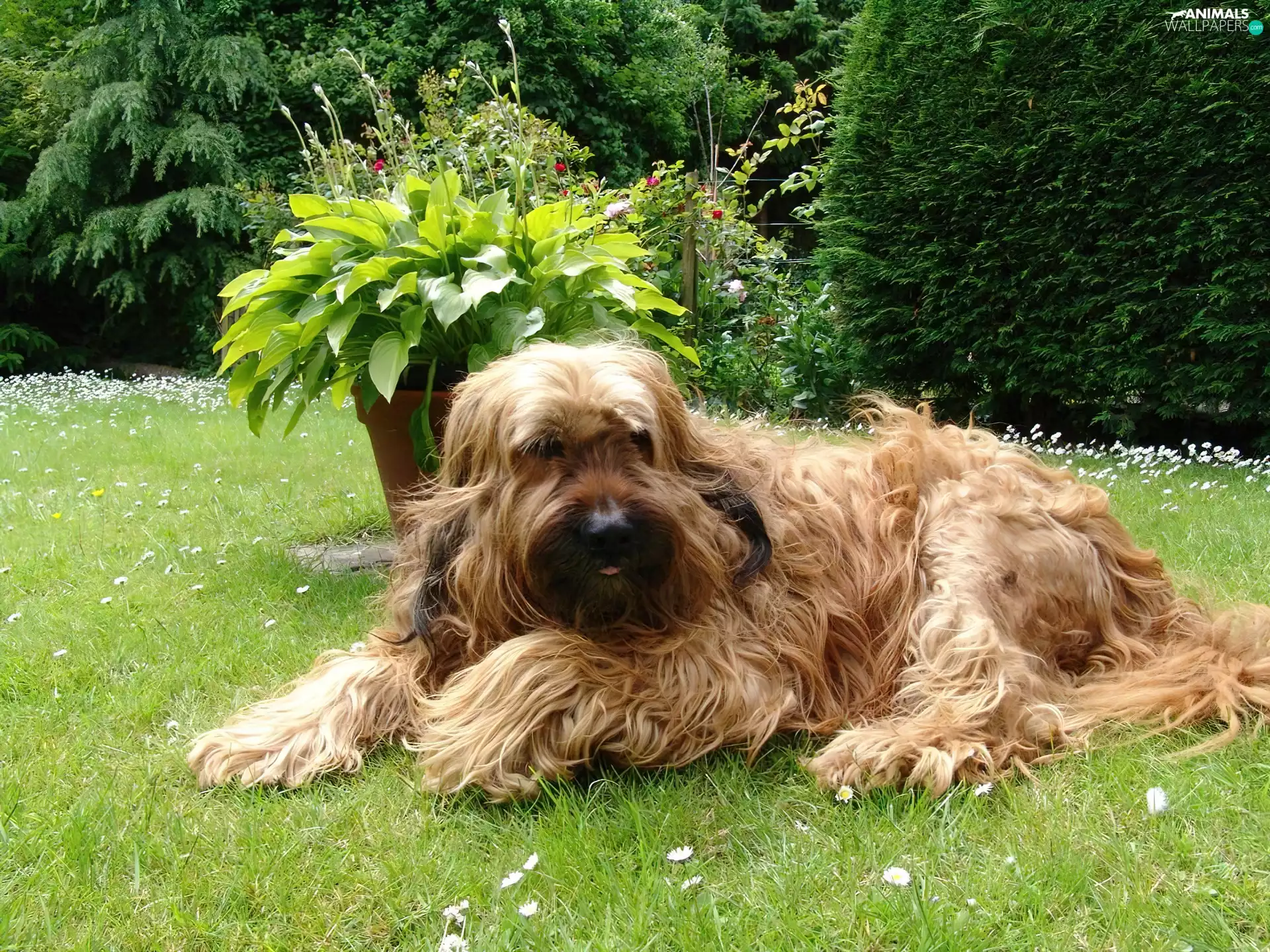 Shepherd French Briard, Garden
