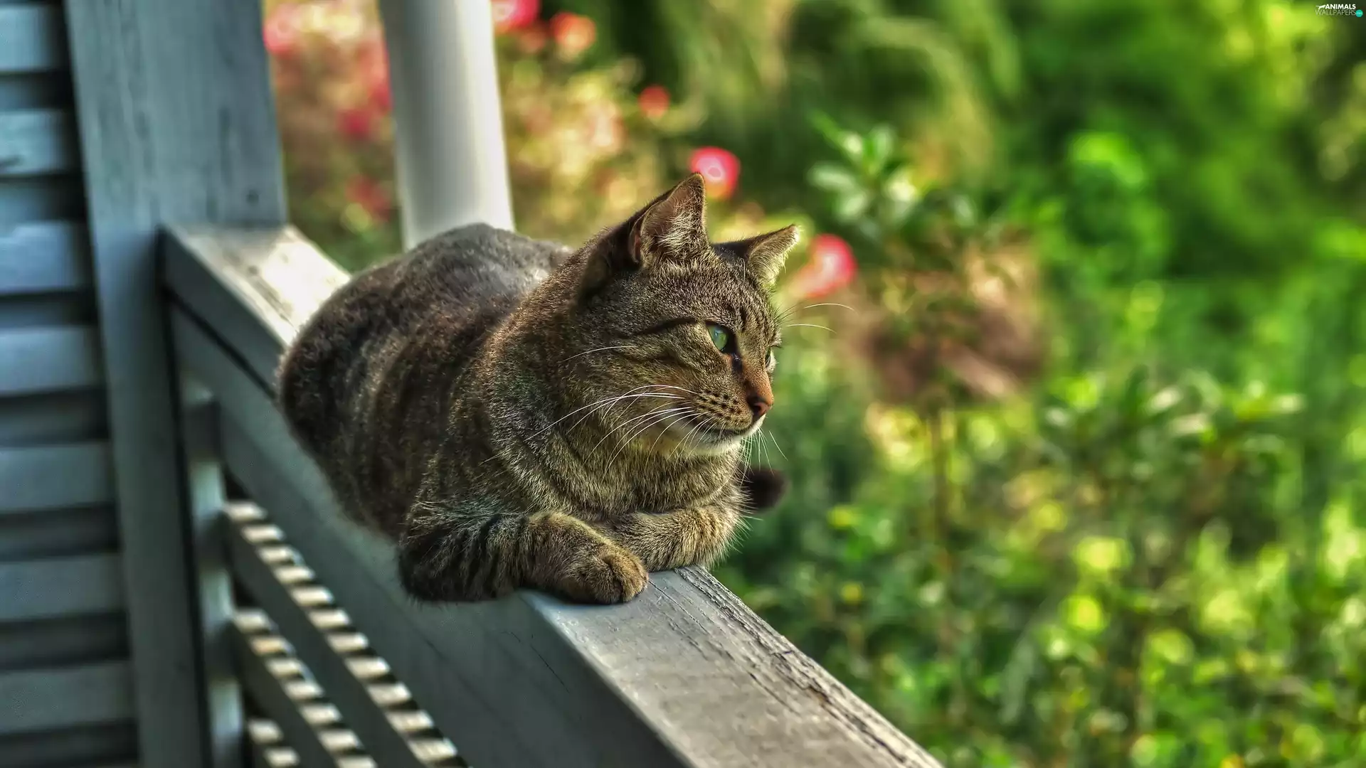 cat, garden, summer, hand-rail