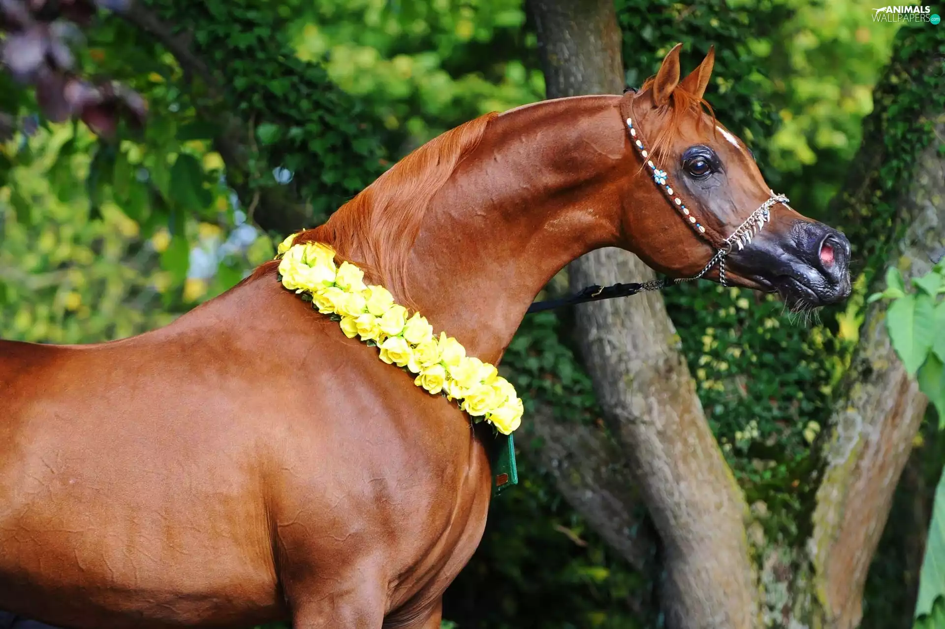 Horse, Garland, trees, Yellow Honda