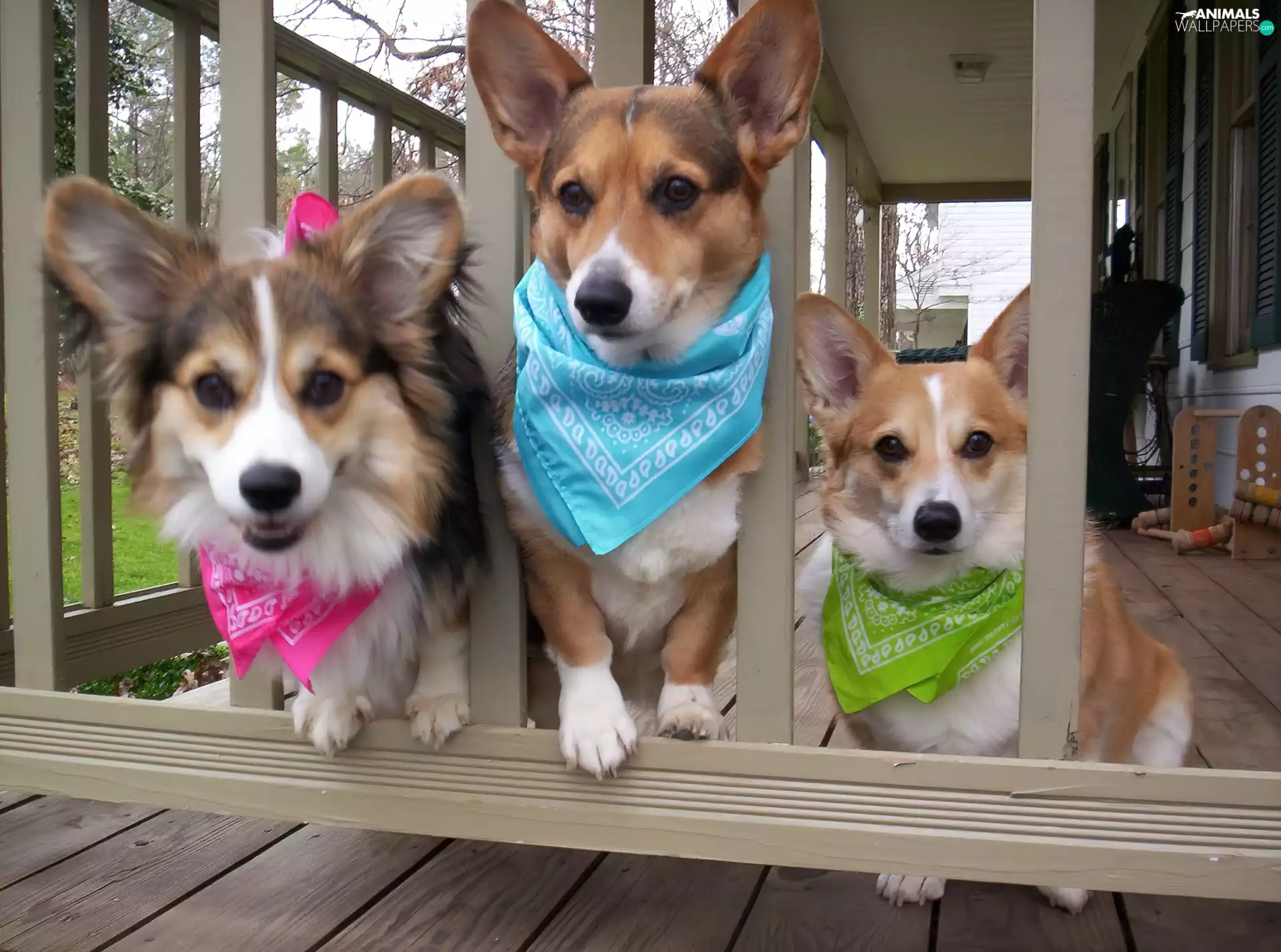 scarves, gate, Dogs, color, Three