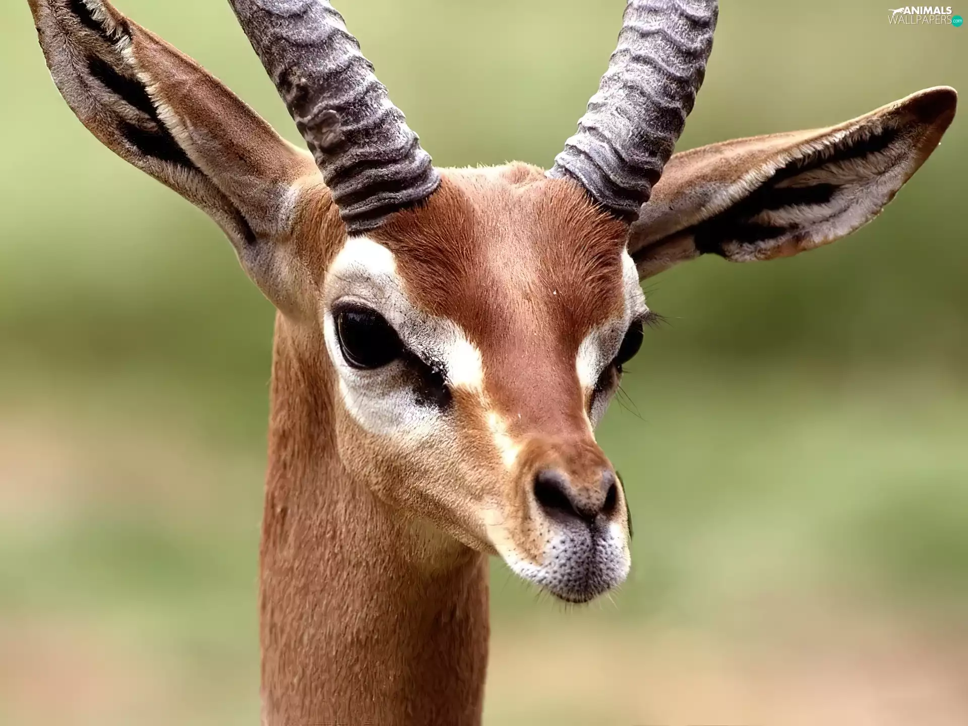 gazelle, Antelope