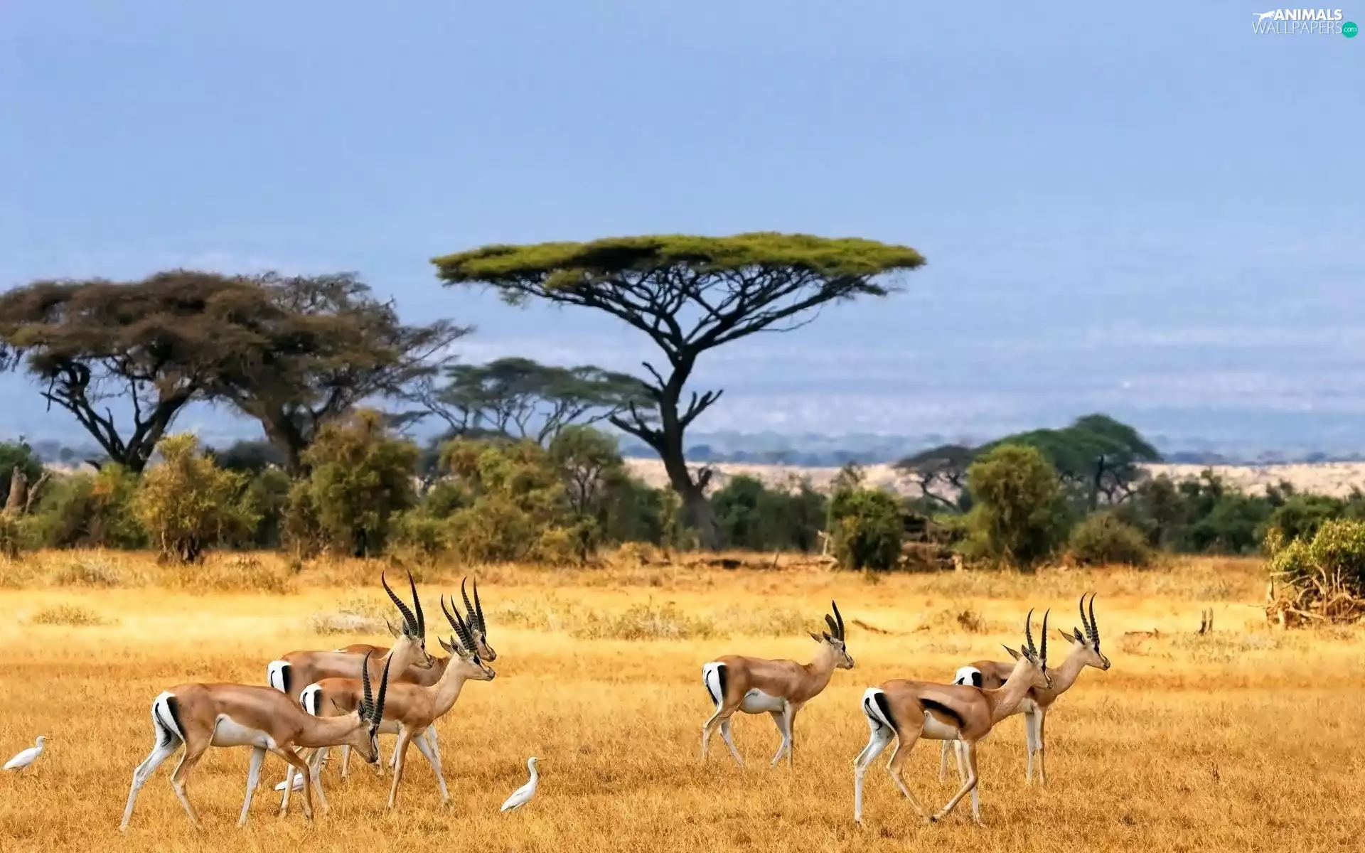 gazelles, savanna, Antelope