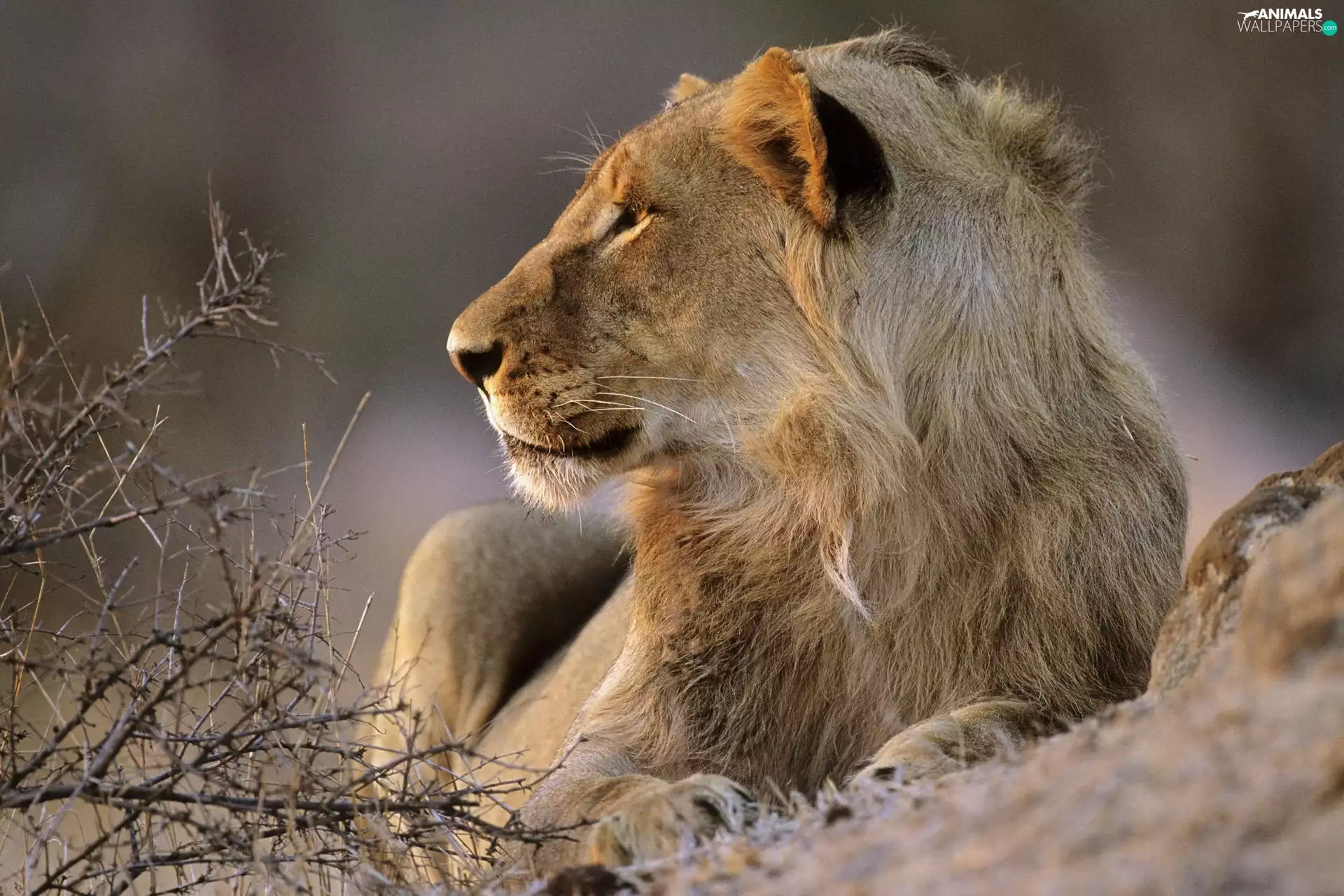 gazing, Lion