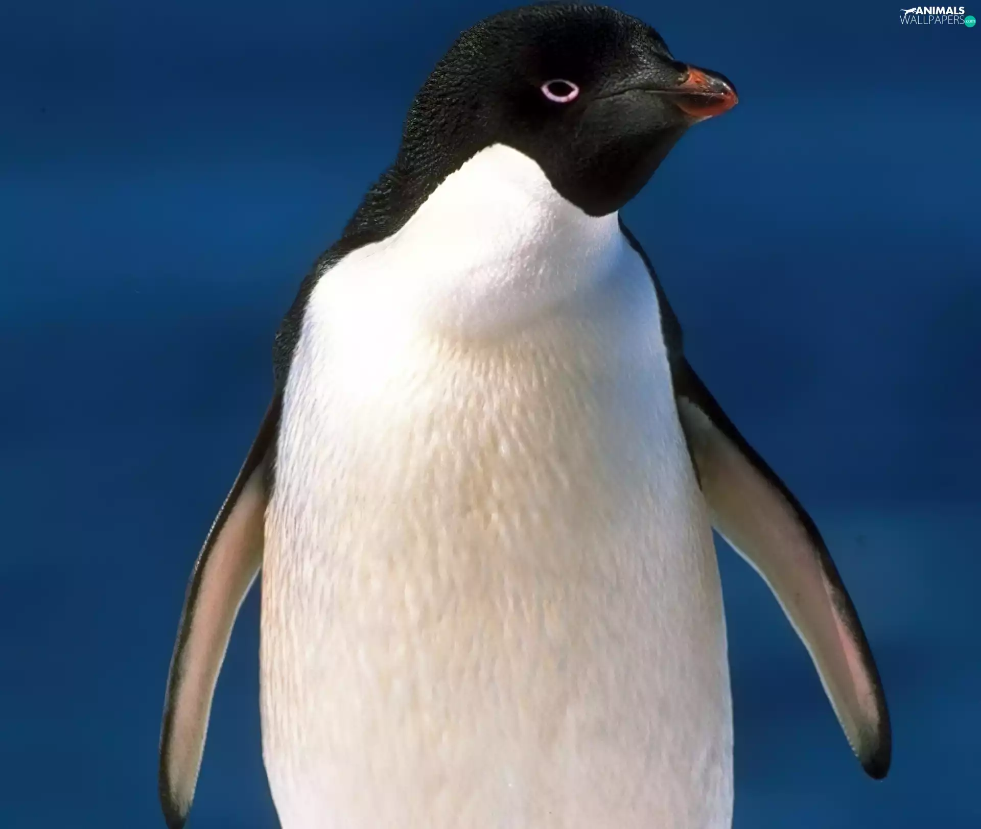 gazing, penguin