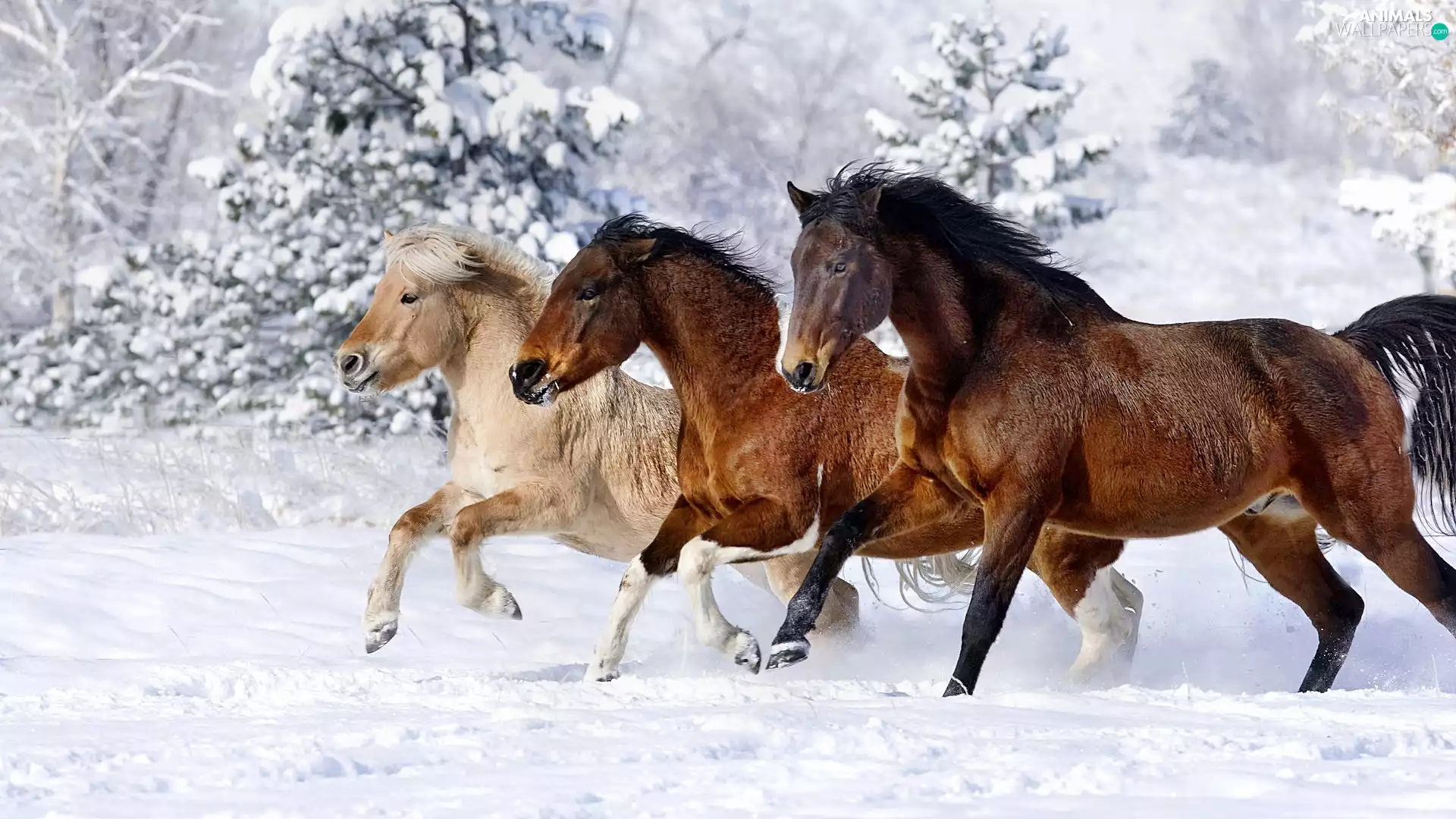 gear, winter, bloodstock