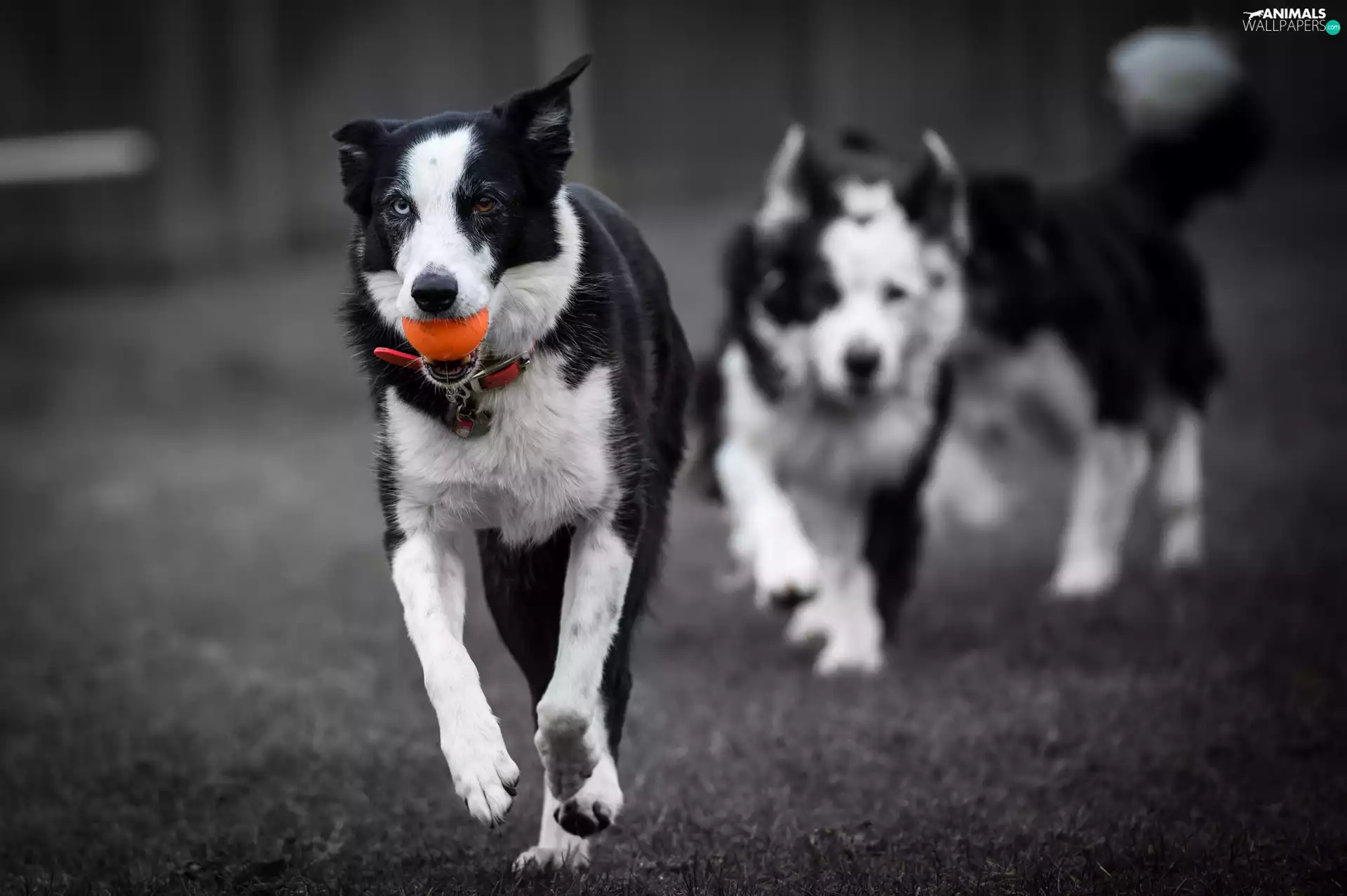 Dogs, the ball, gear, Border Collie