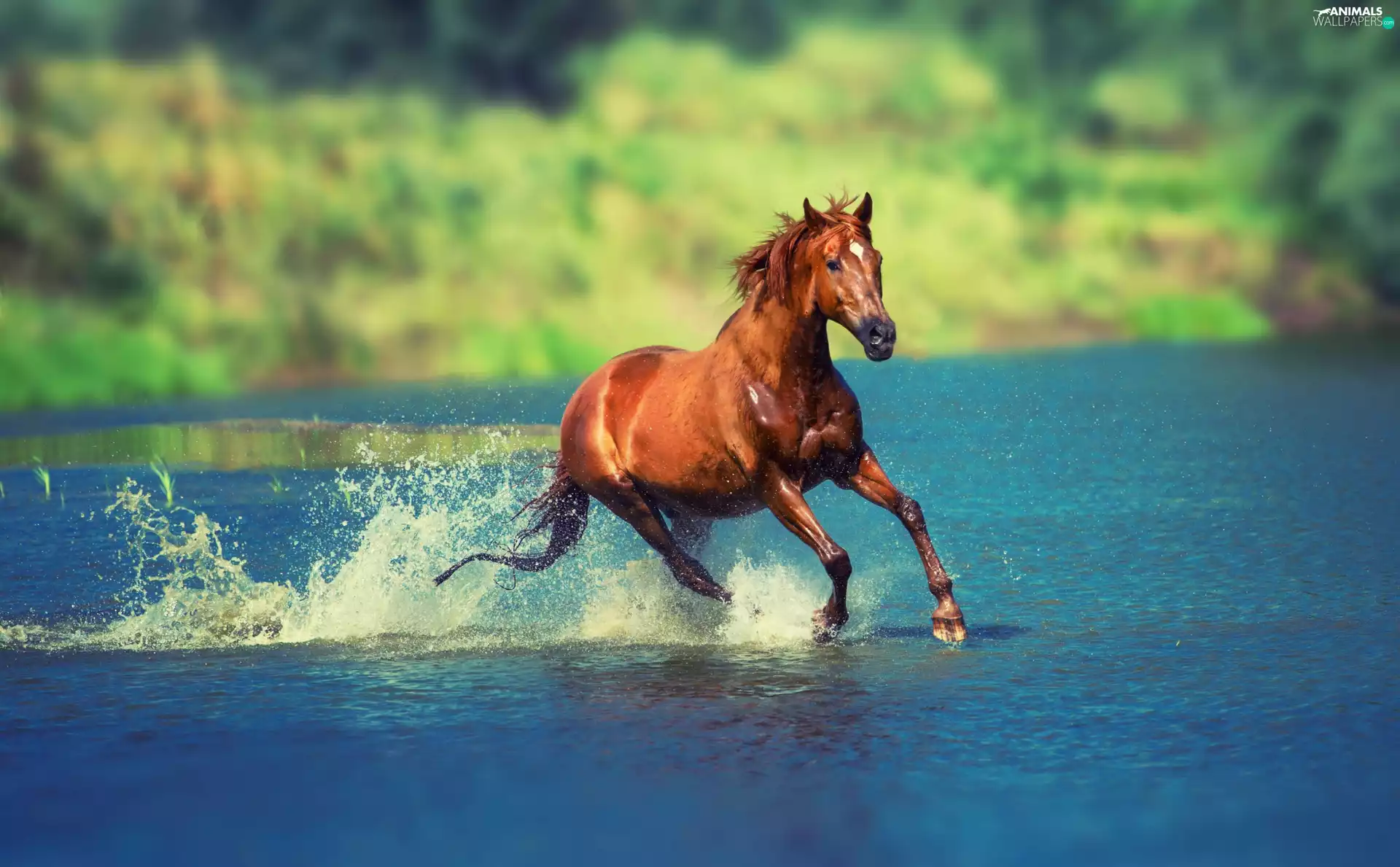 Horse, water, blur, gear