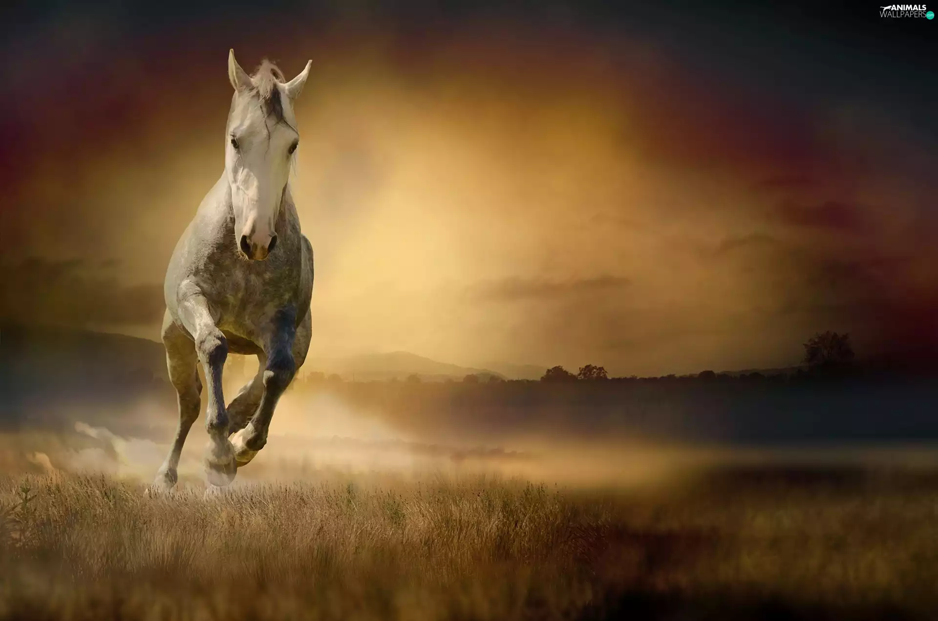 Horse, Fog, grass, gear