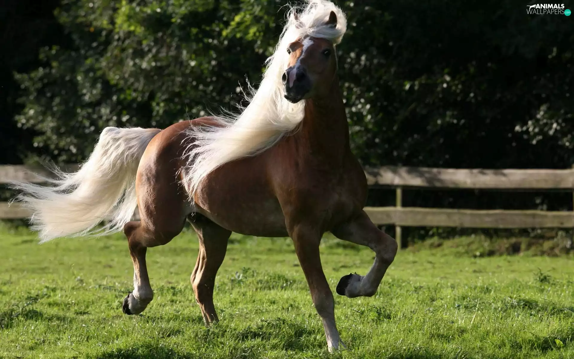 Horse, Bright, mane, gear