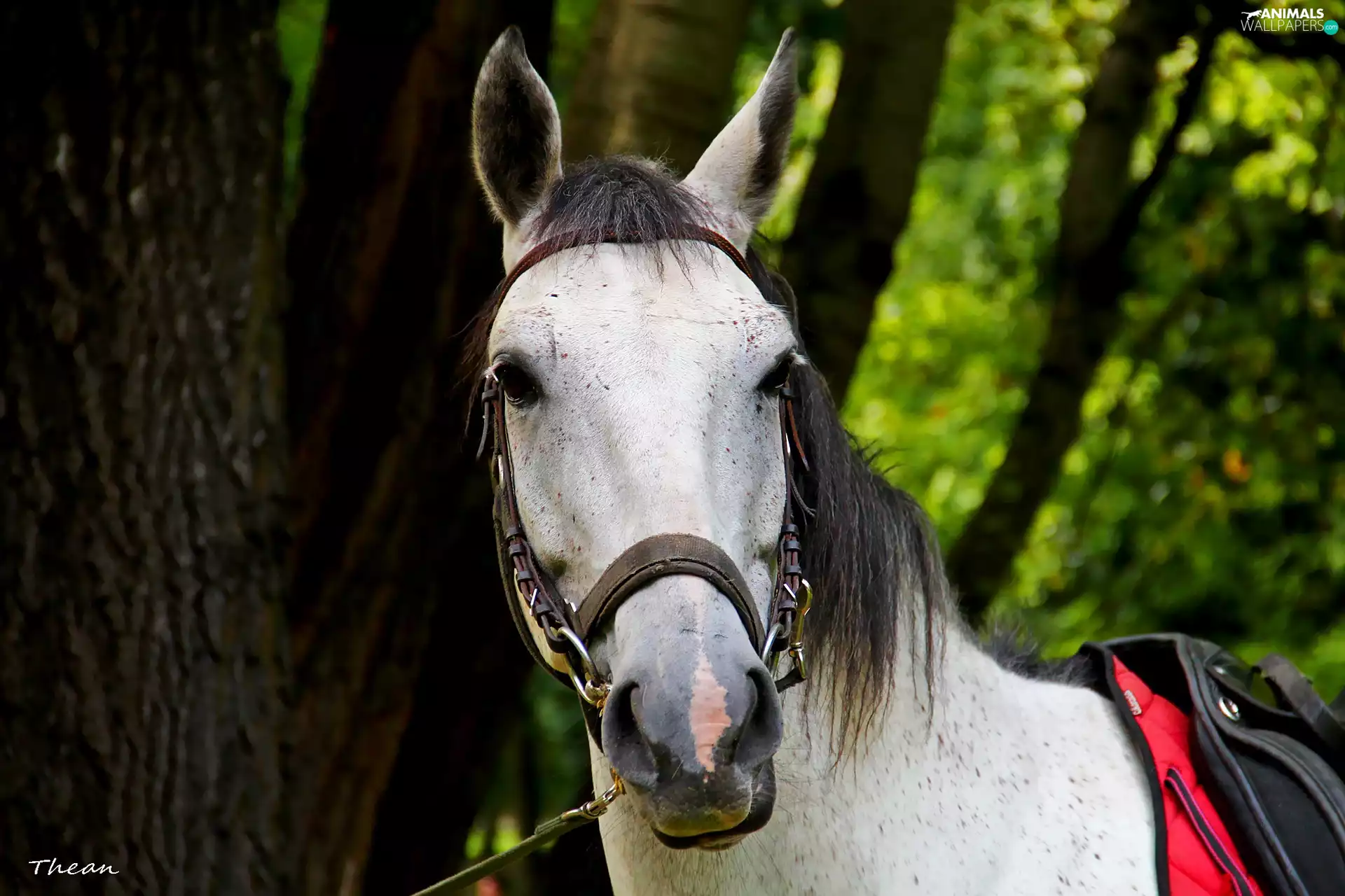 gear, White, Horse