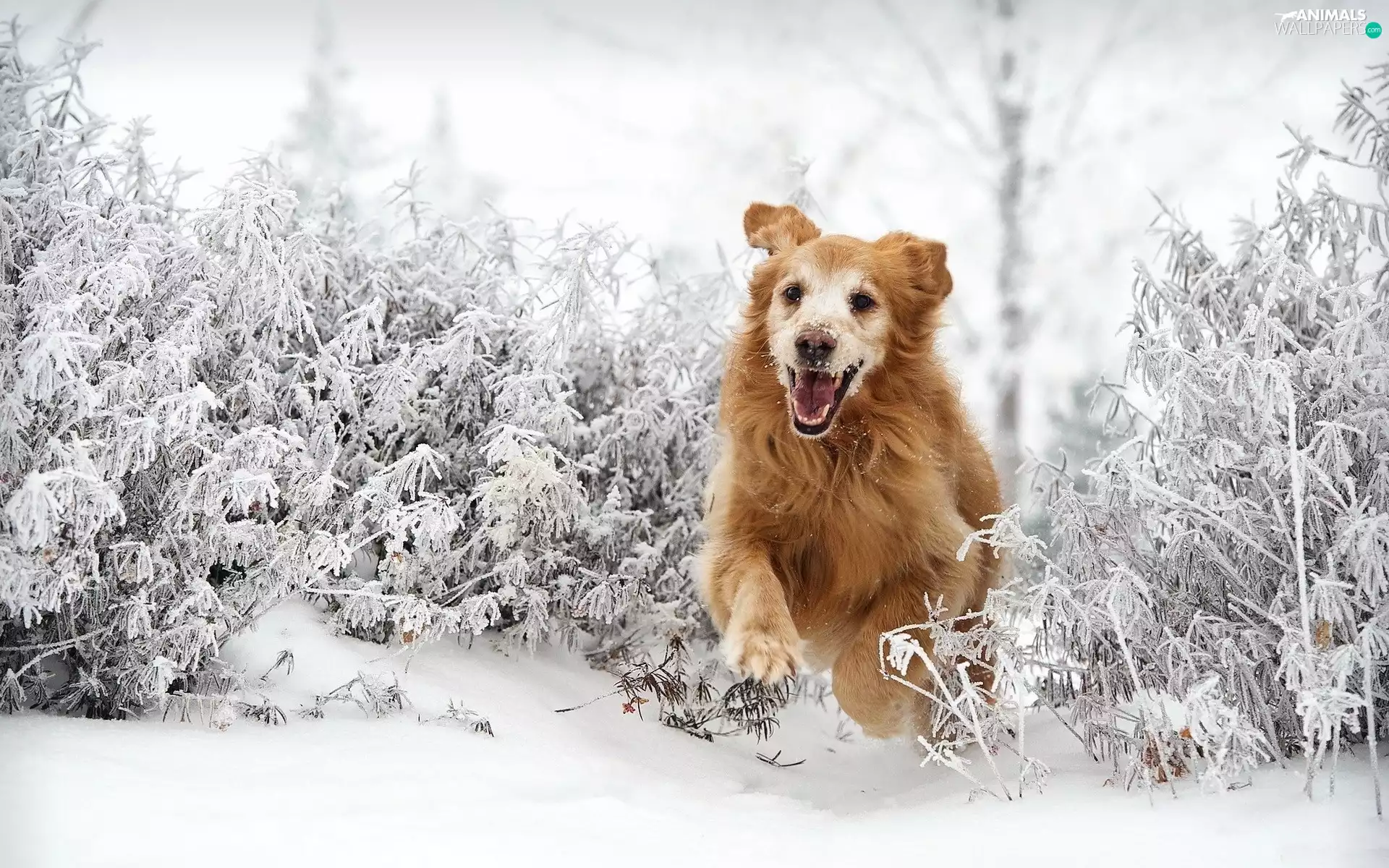 snow, Golden Retriever, gear