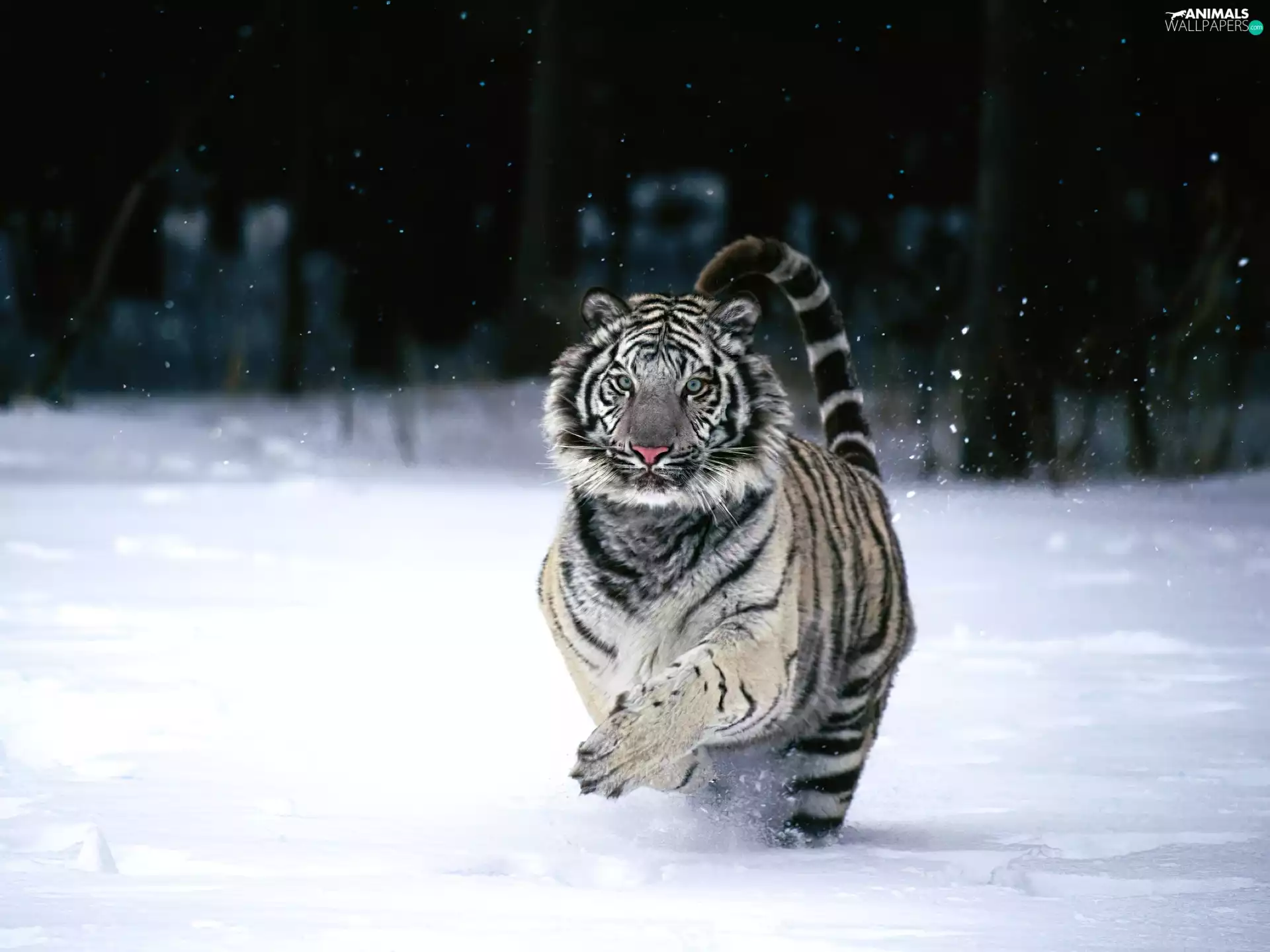 gear, tiger, snow