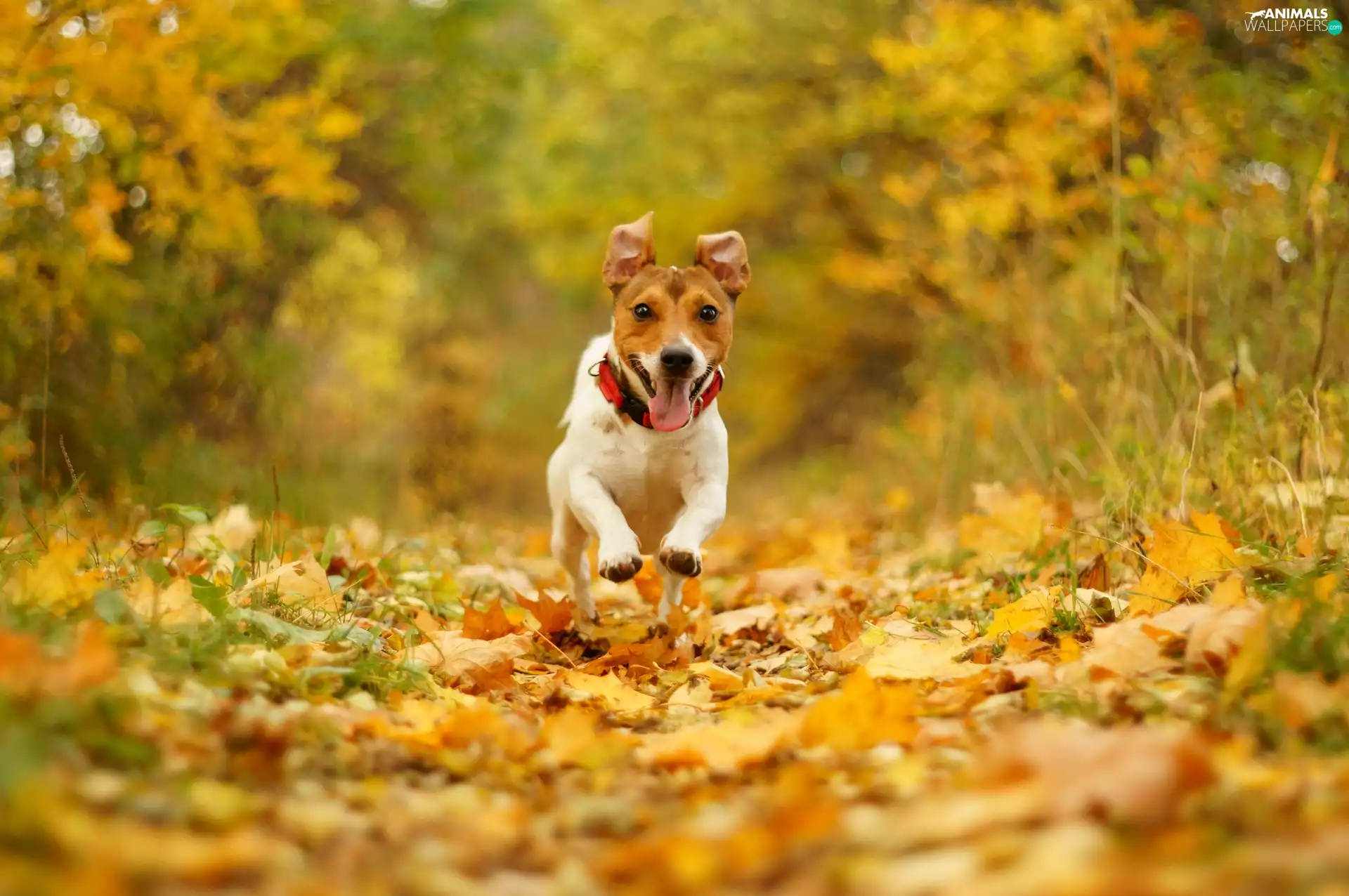 terrier, autumn, Bokeh, gear