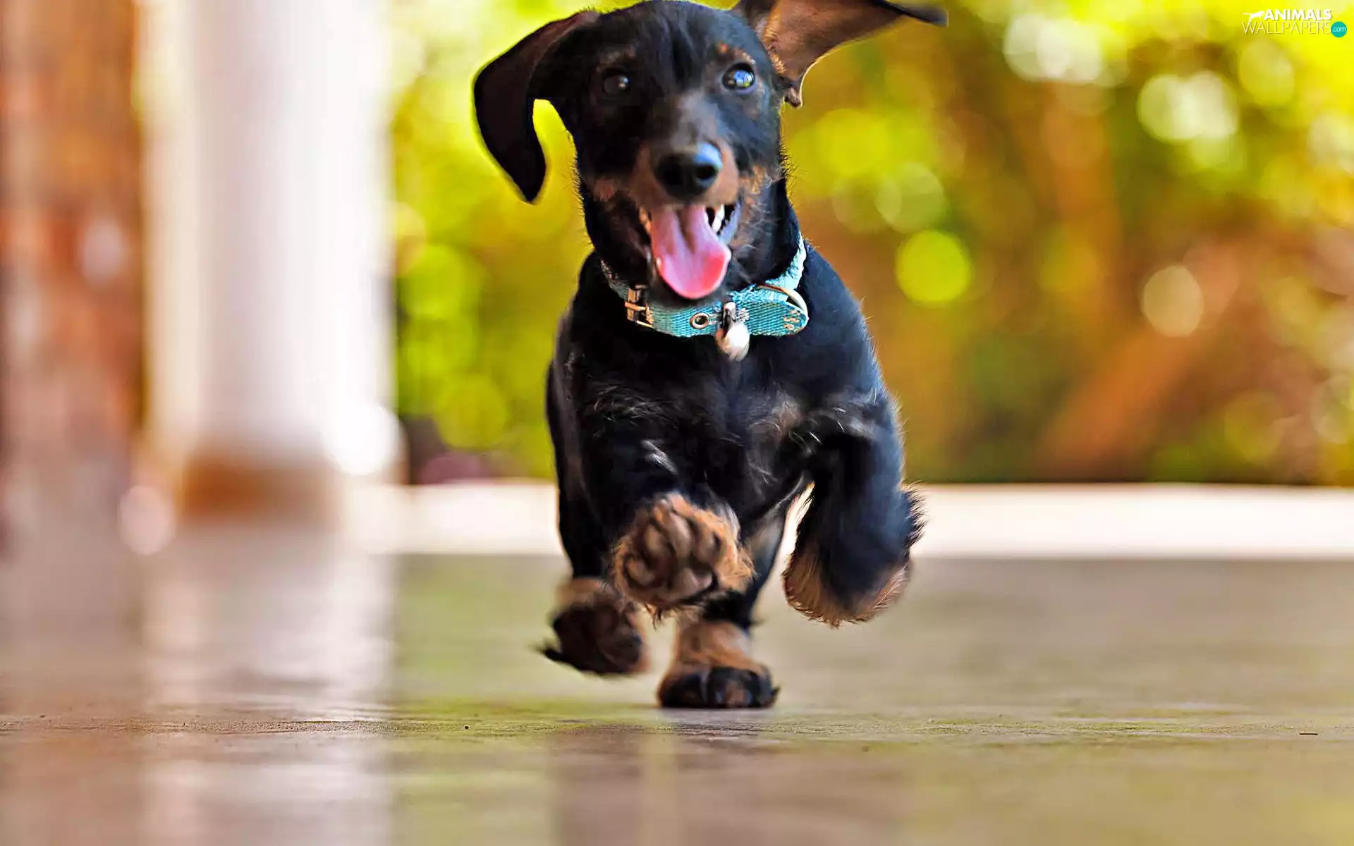 dachshund, gear, Tounge, dog-collar