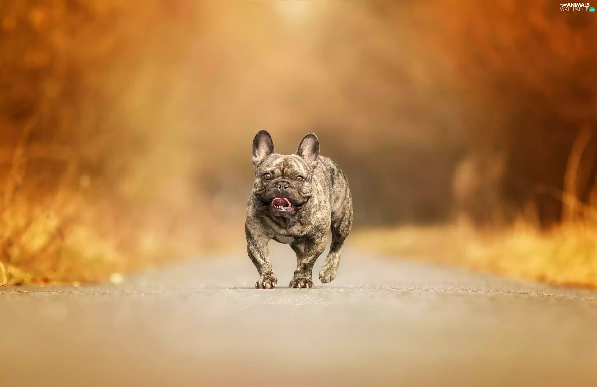 Way, French Bulldog, gear