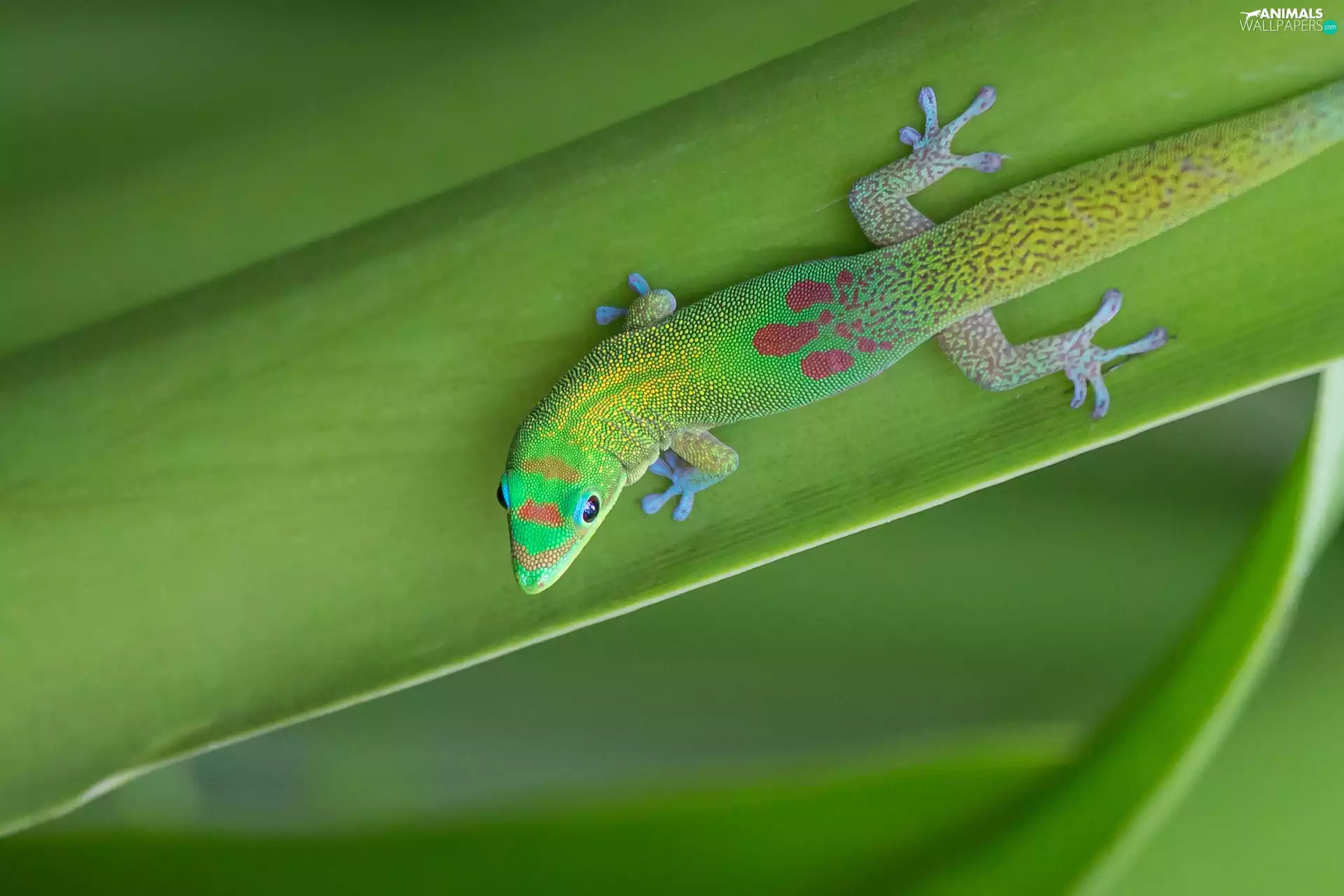 gecko, Green
