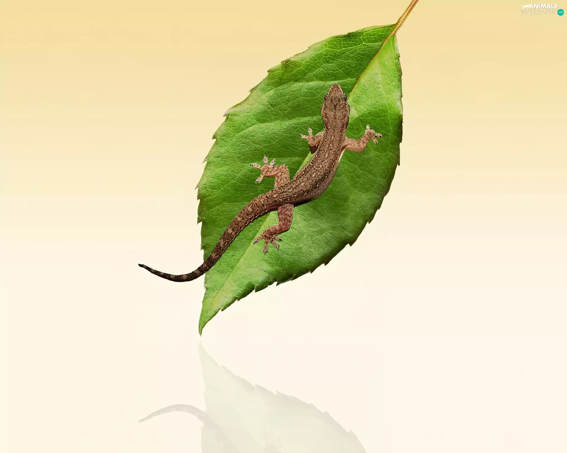 lizard, Cyrtodactylus, leaf, gecko