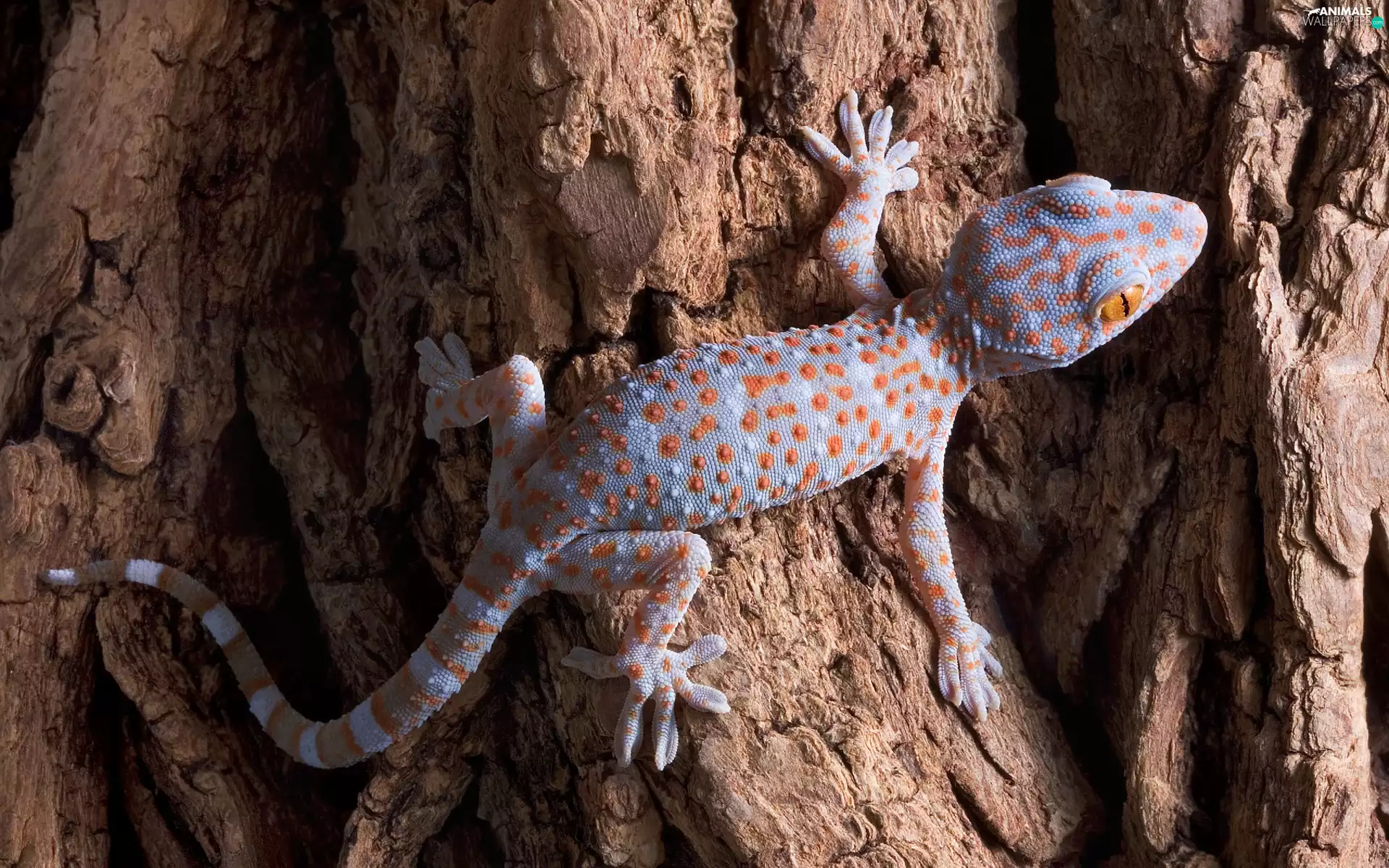 lizard, Toke, trees, gecko