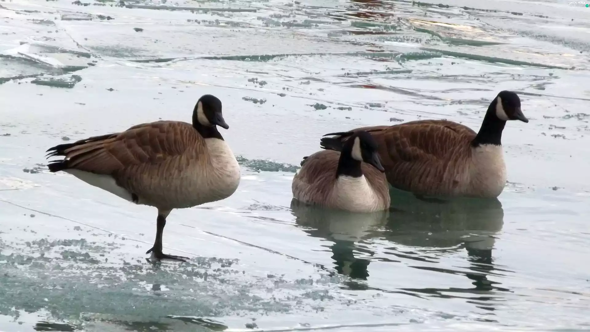 Icecream, lake, Wild Geese, winter, birds