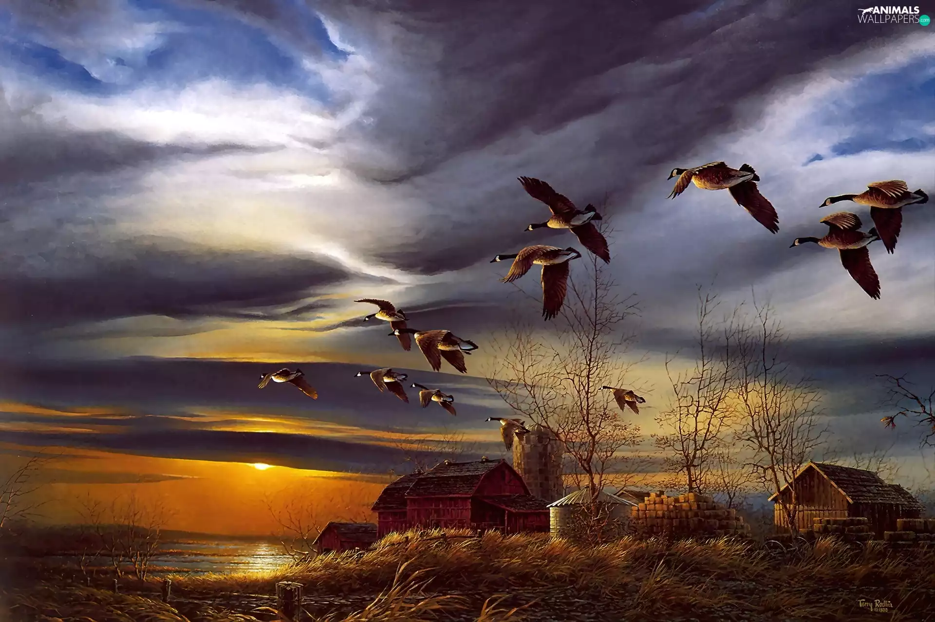 Canadian, west, sun, geese