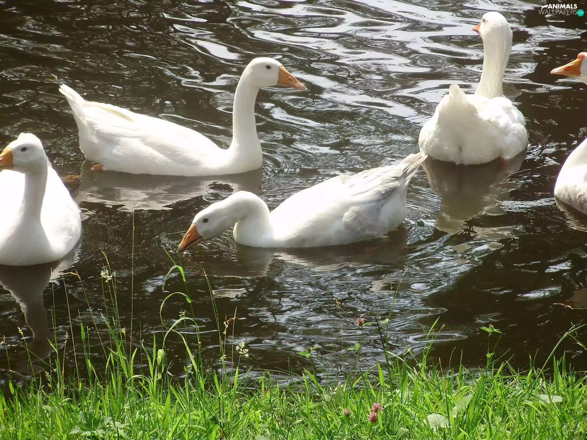 Pond - car, White, geese