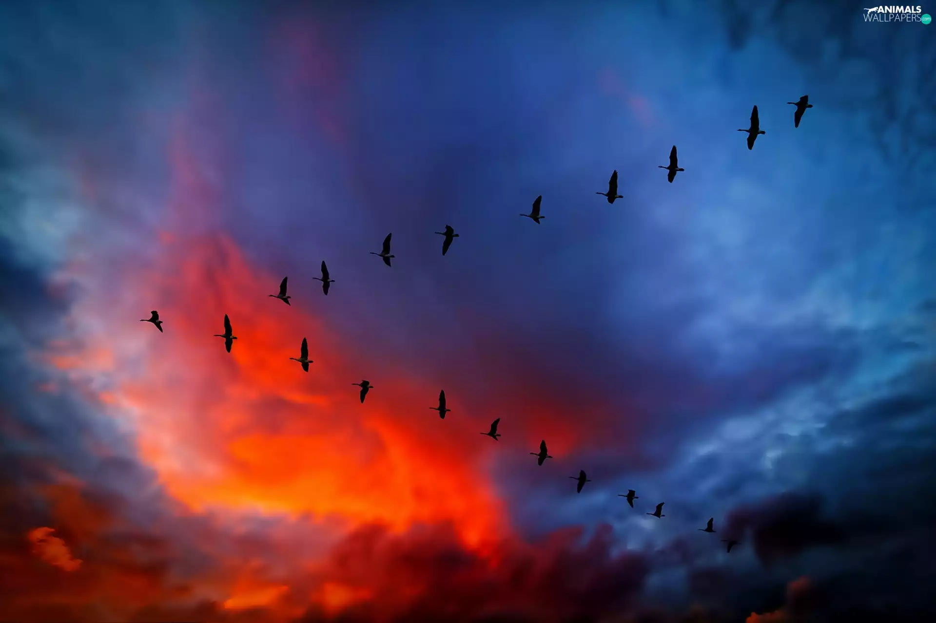 wild, geese, west, sun, Sky