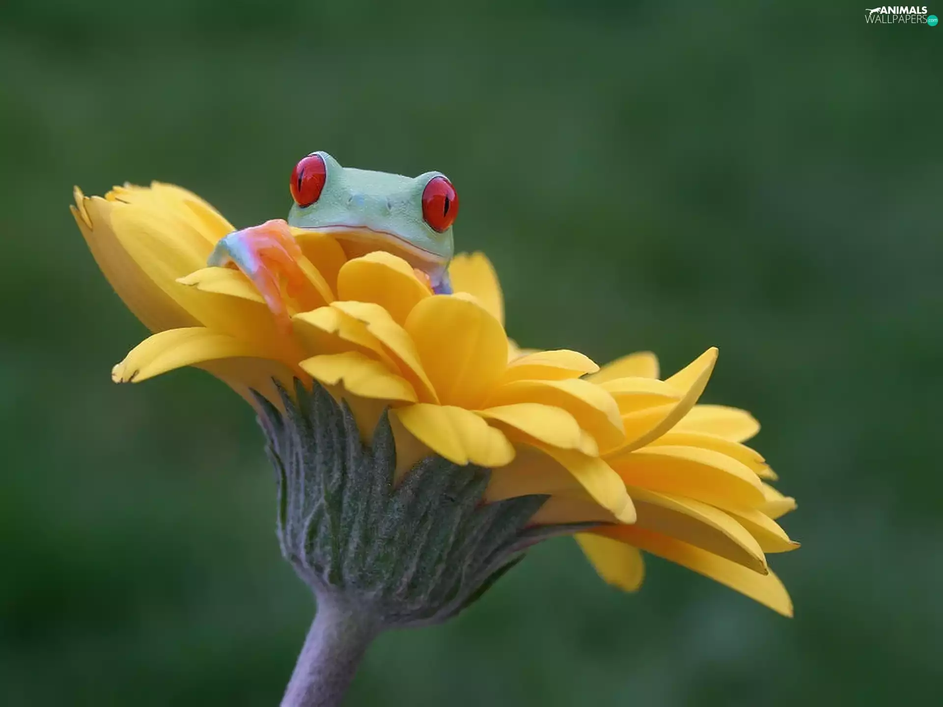 Gerbera, frog, frog