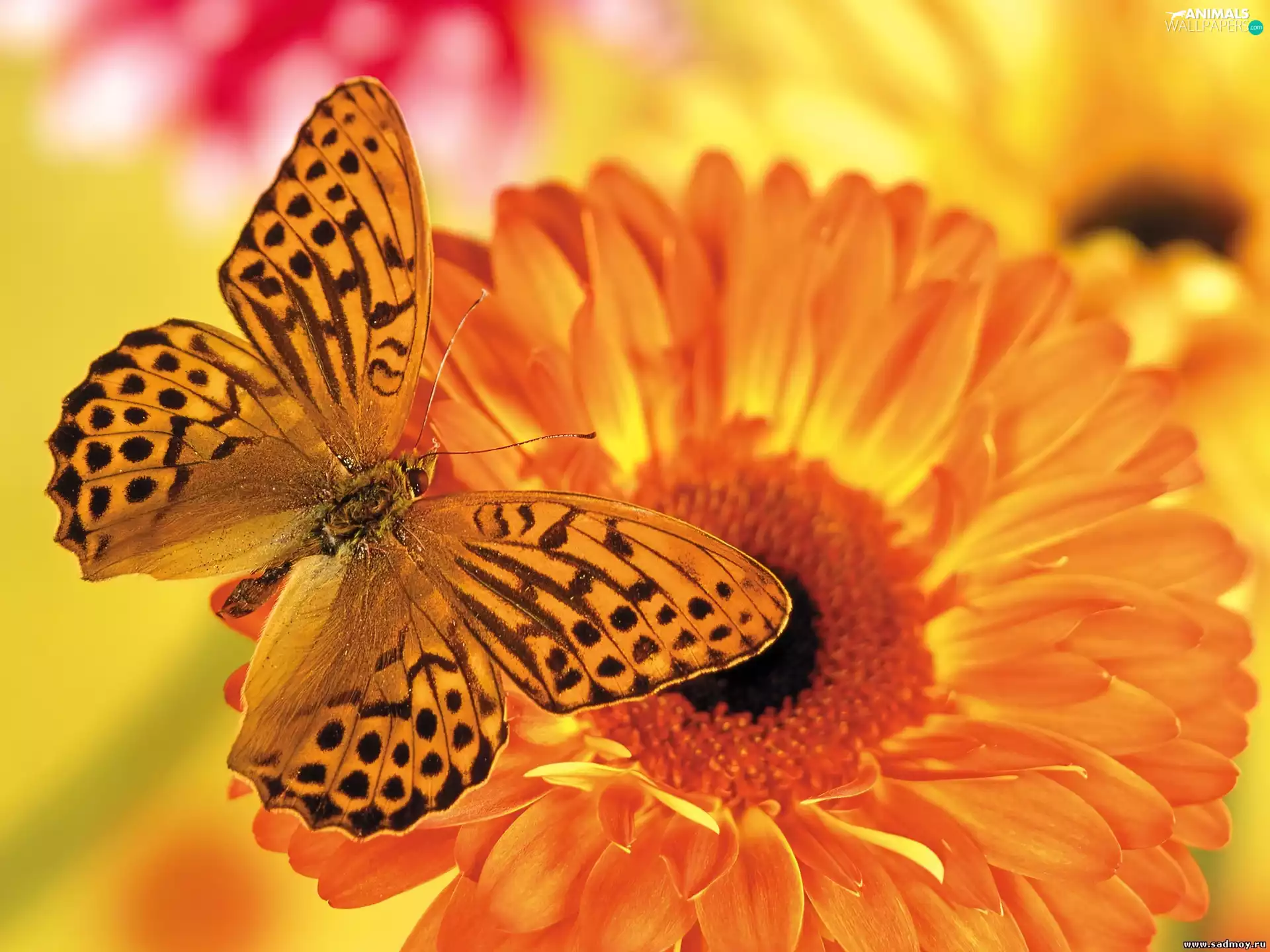 Gerbera, butterfly, Orange