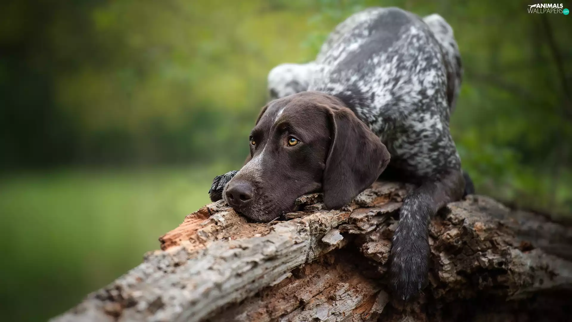 dog, Braque Saint-Germain, trees, lying