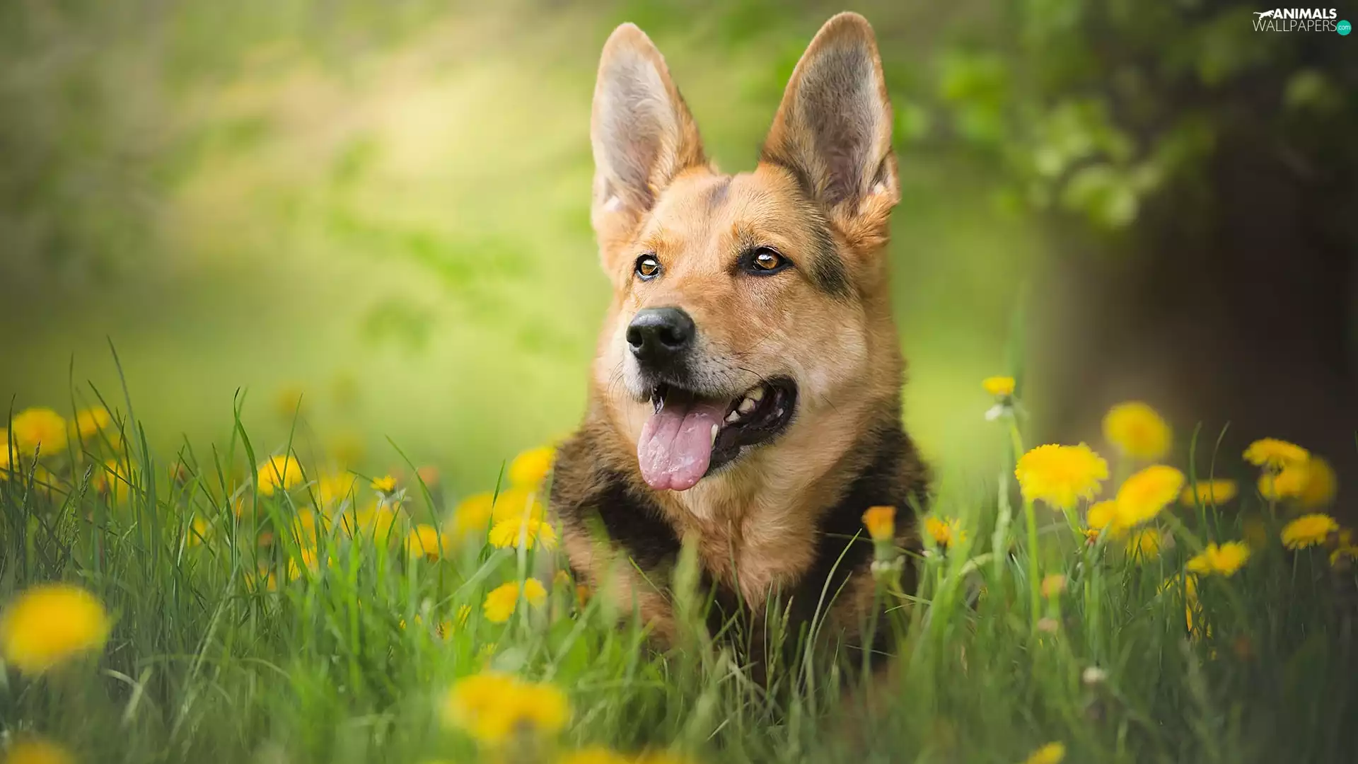 Meadow, Common Dandelion, German Shepherd, muzzle, dog