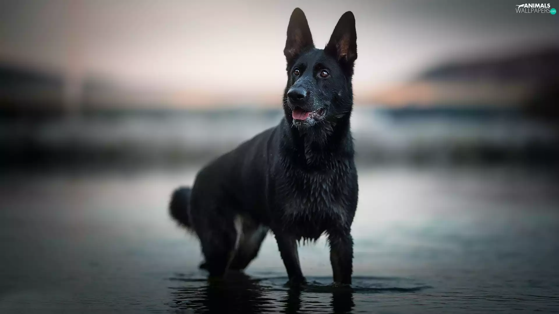 water, dog, Black German Shepherd Dog