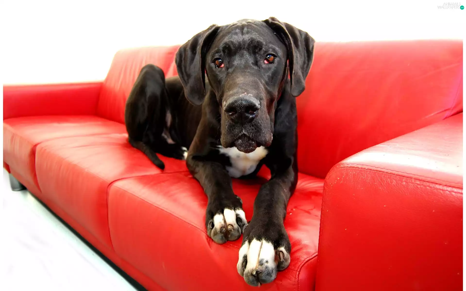 red hot, Sofa, german, Dog, dog