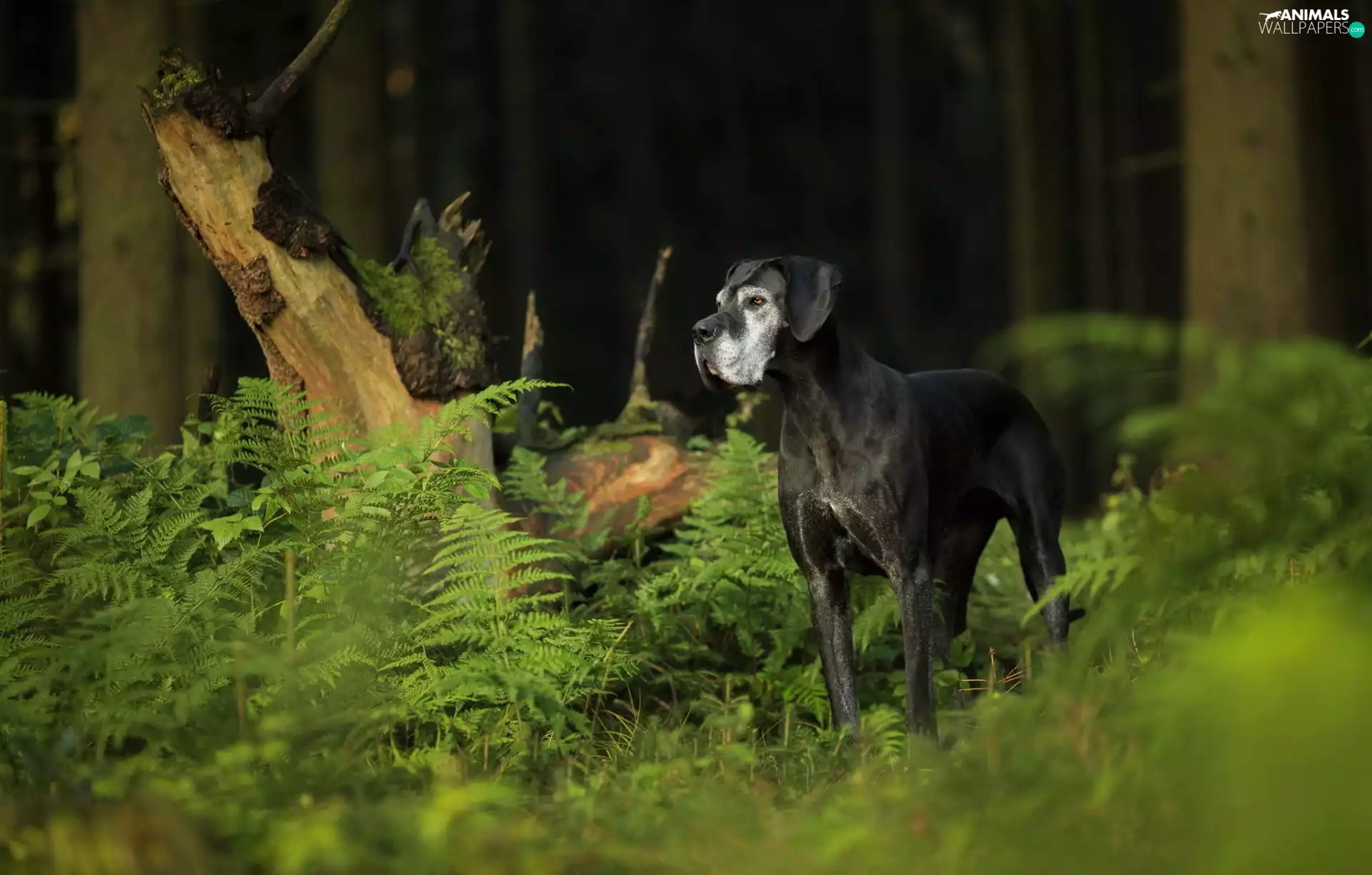 fern, dog, Dog German