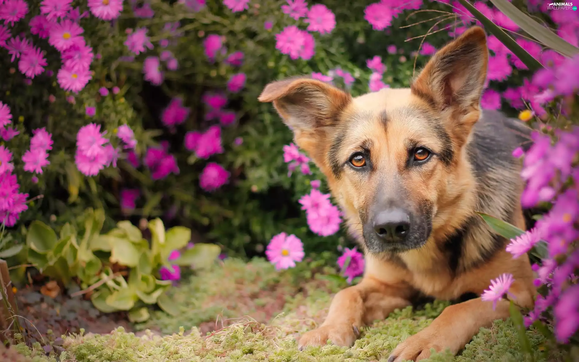 garden, sheep-dog, german