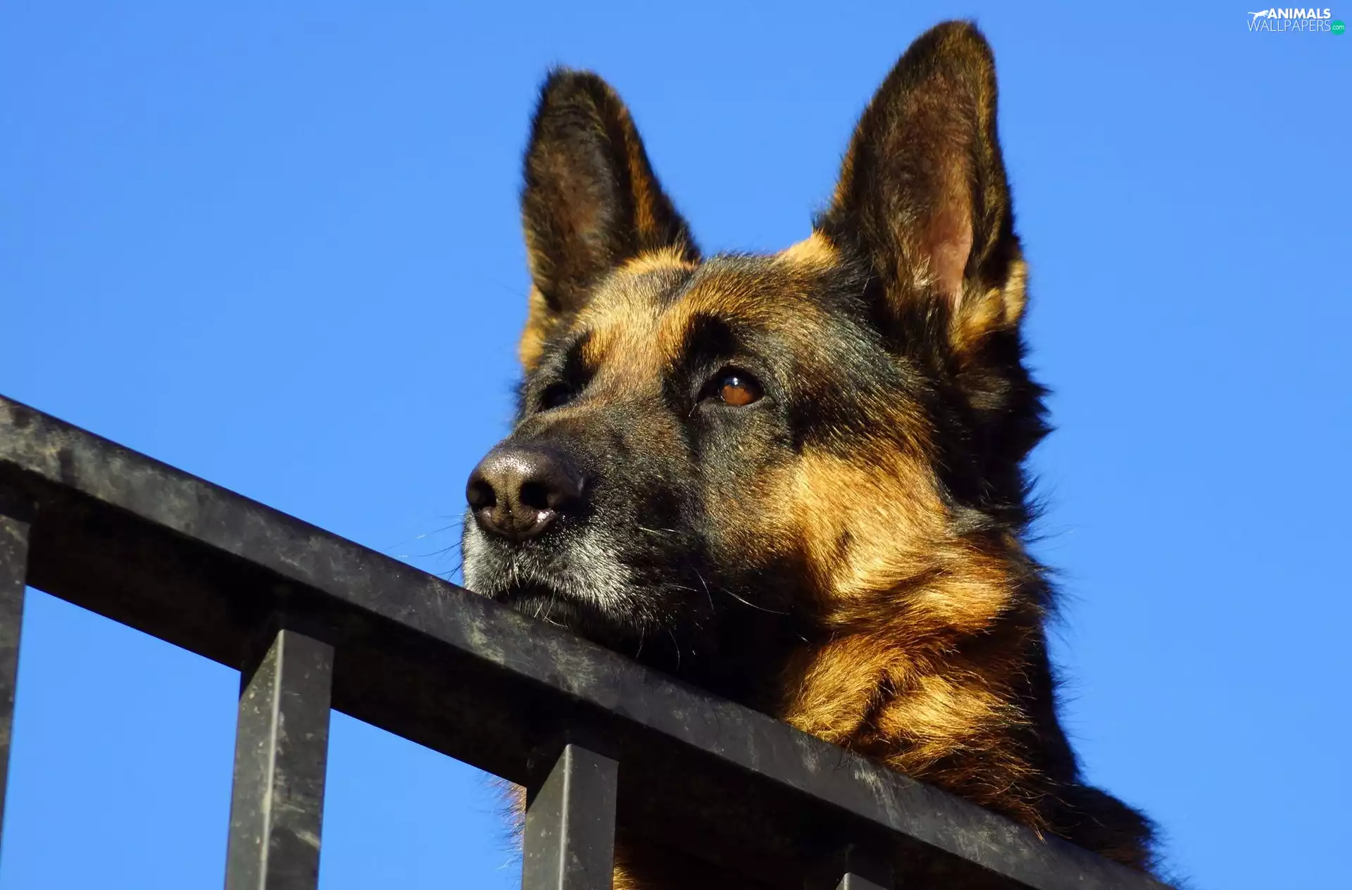 German Shepherd, Head