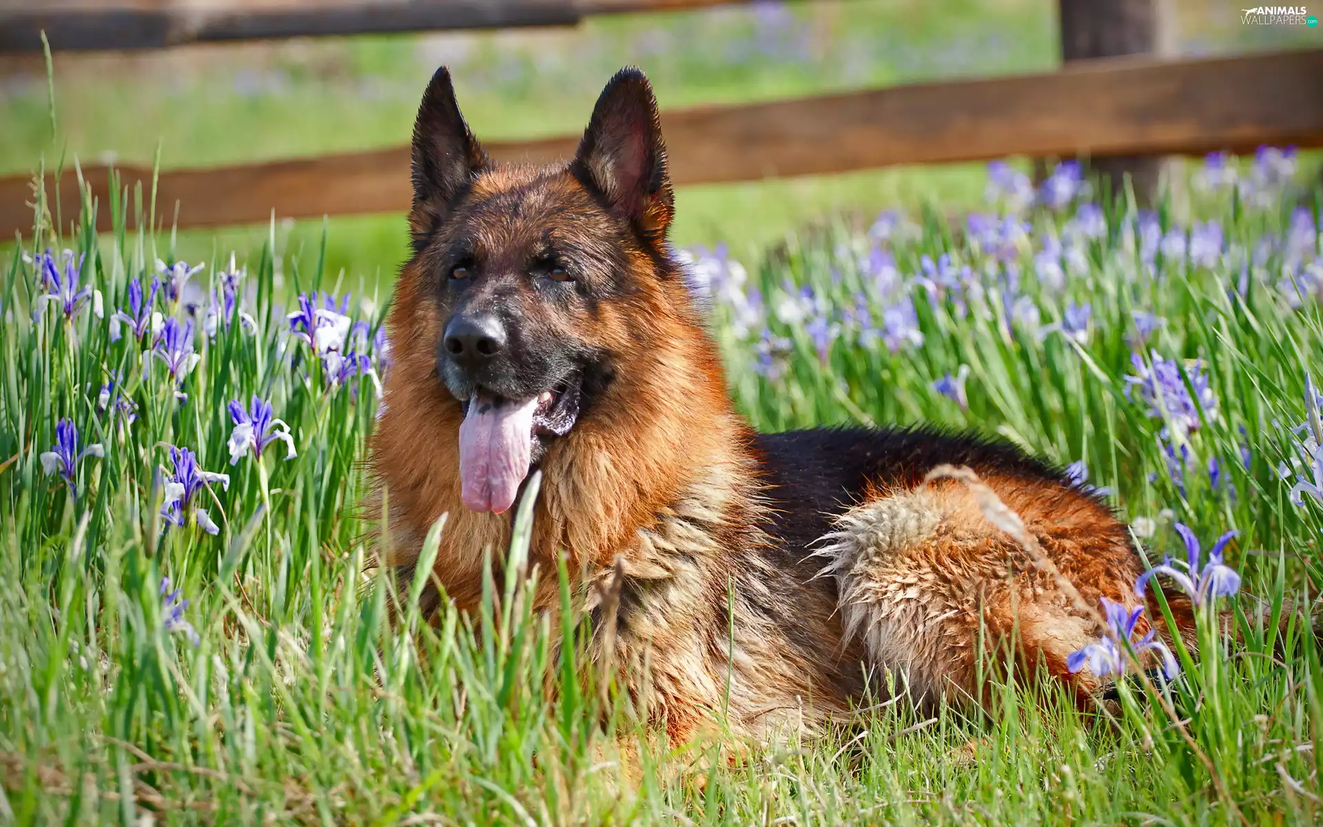 Irises, sheep-dog, german