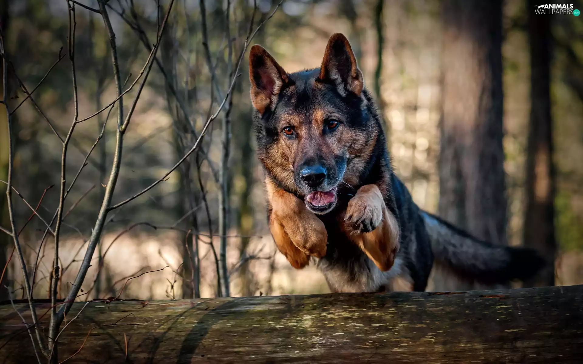 jump, sheep-dog, german