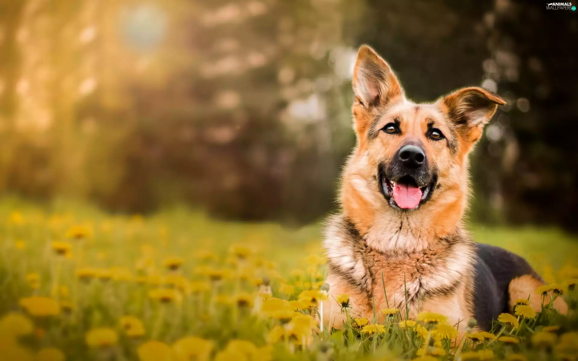 dog, german, Meadow, sheep-dog