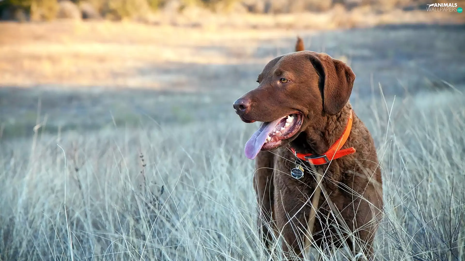 German Shorthaired Pointer