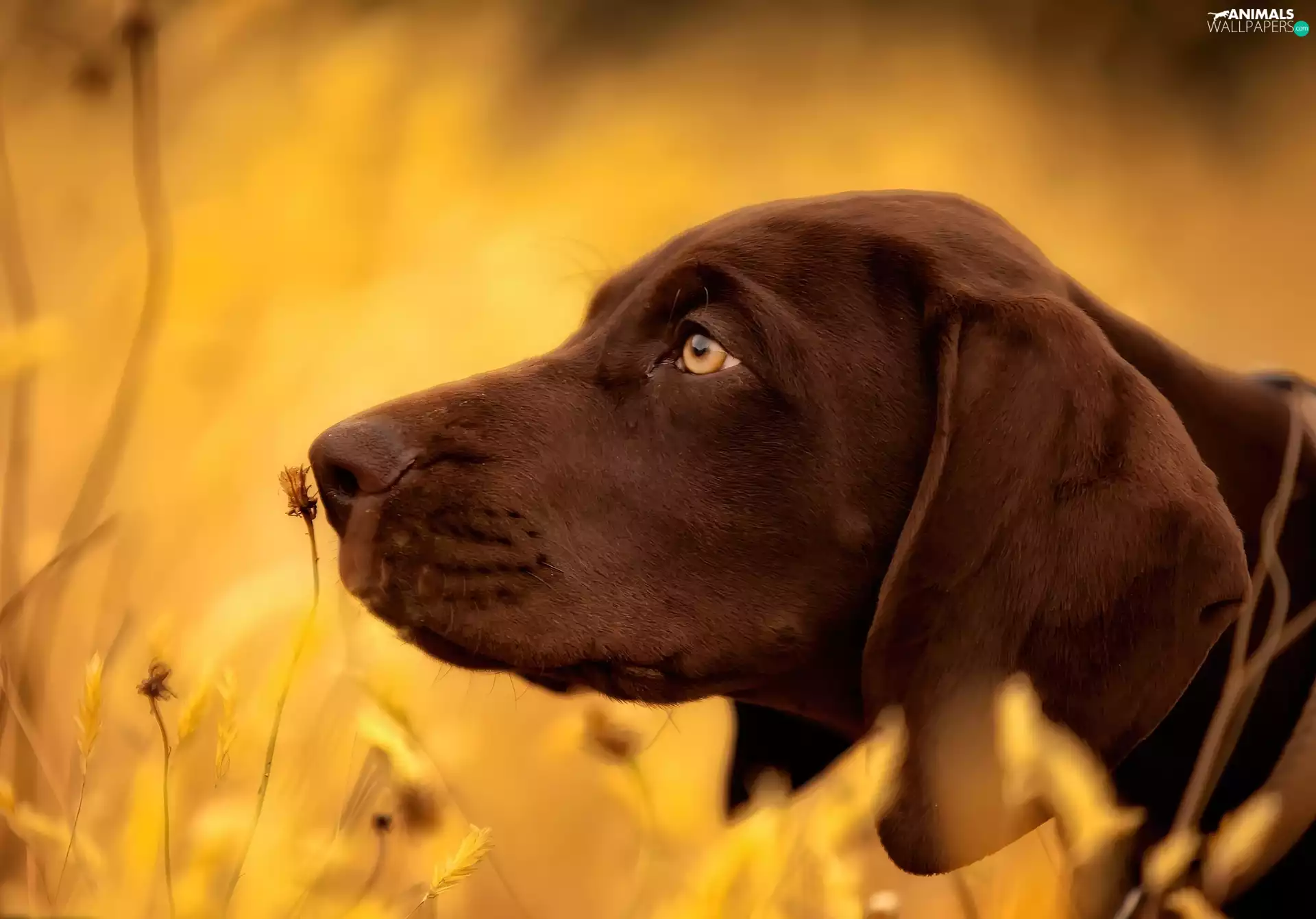 German Shorthaired Pointer
