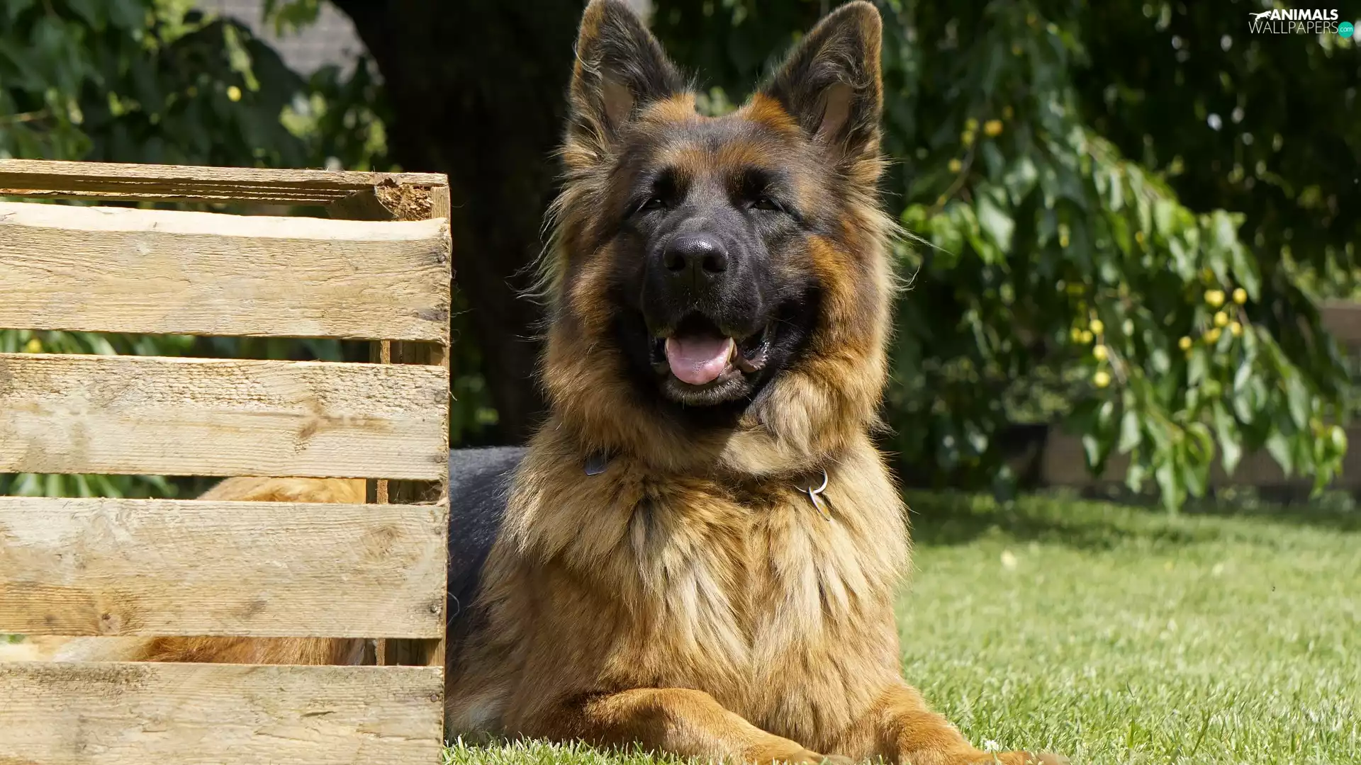 lying, German Shepherd, box, dog