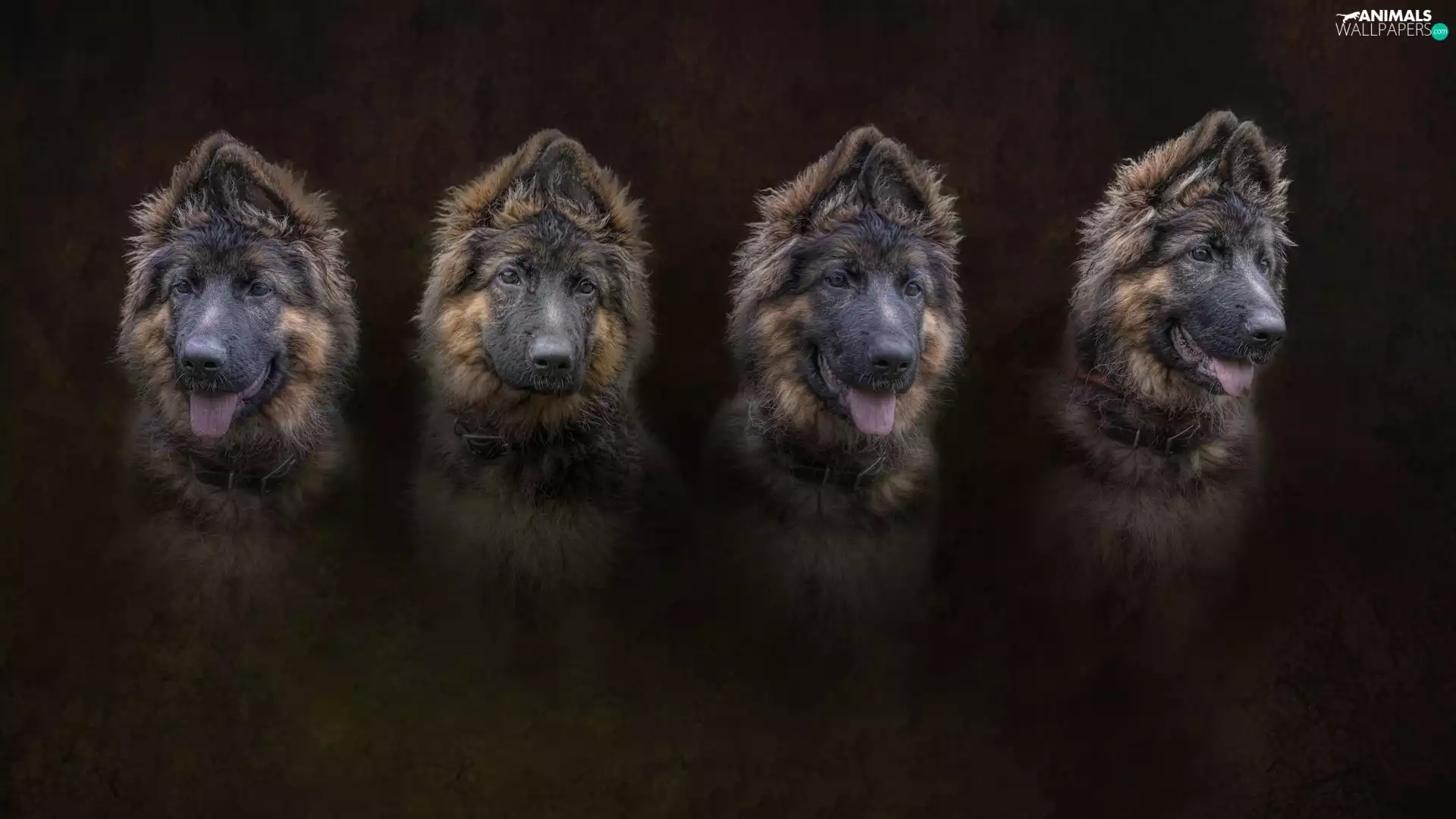 Dogs, German Shepherd, graphics, four