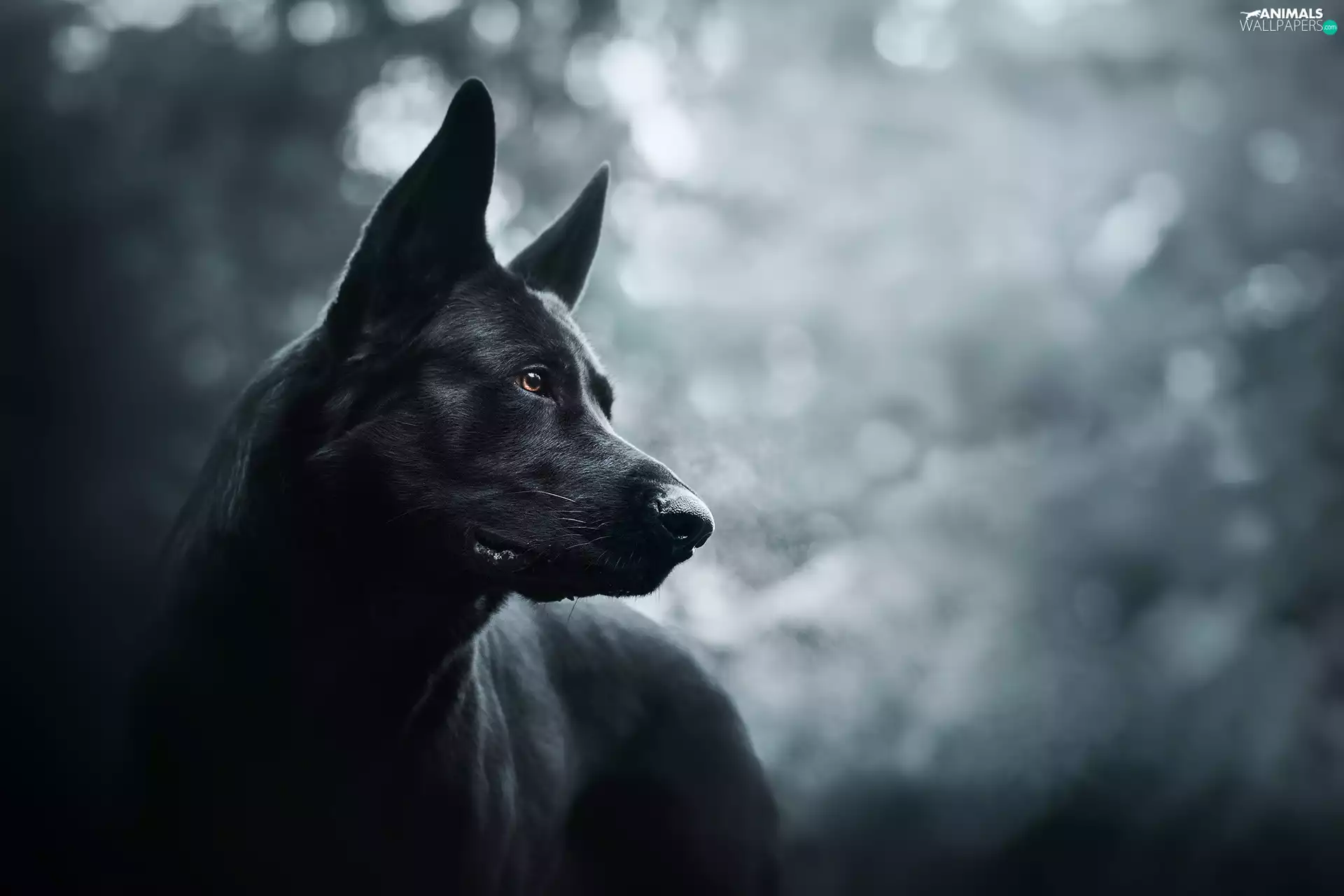 Black German Shepherd Dog, Head