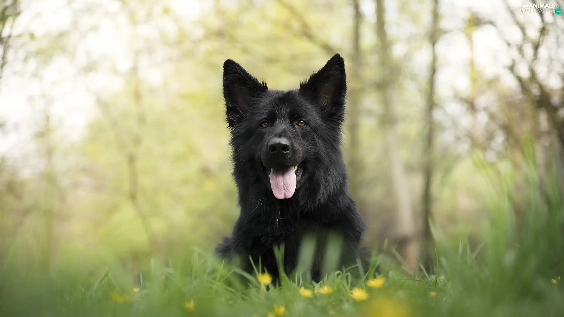 Black German Shepherd Dog, Meadow - Animals wallpapers: 2048x1152